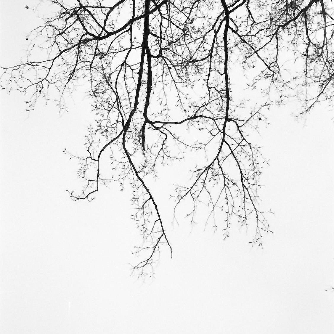 Baumzweige gegen den Himmel – analoge Schwarzweiß-Fotografie aus der Serie UNDER_TREES von Manuela Ecker