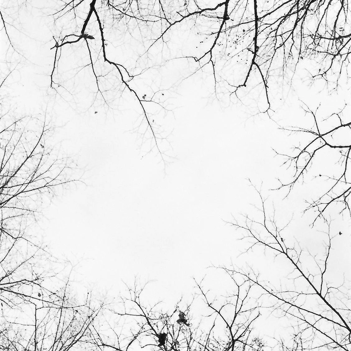 Baumzweige gegen den Himmel – analoge Schwarzweiß-Fotografie aus der Serie UNDER_TREES von Manuela Ecker