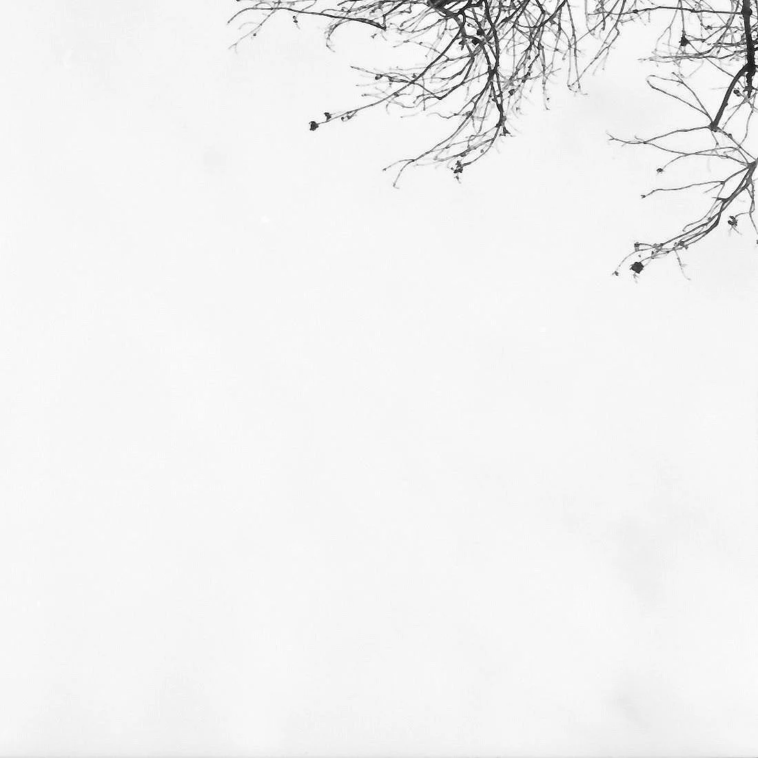 Baumzweige gegen den Himmel – analoge Schwarzweiß-Fotografie aus der Serie UNDER_TREES von Manuela Ecker