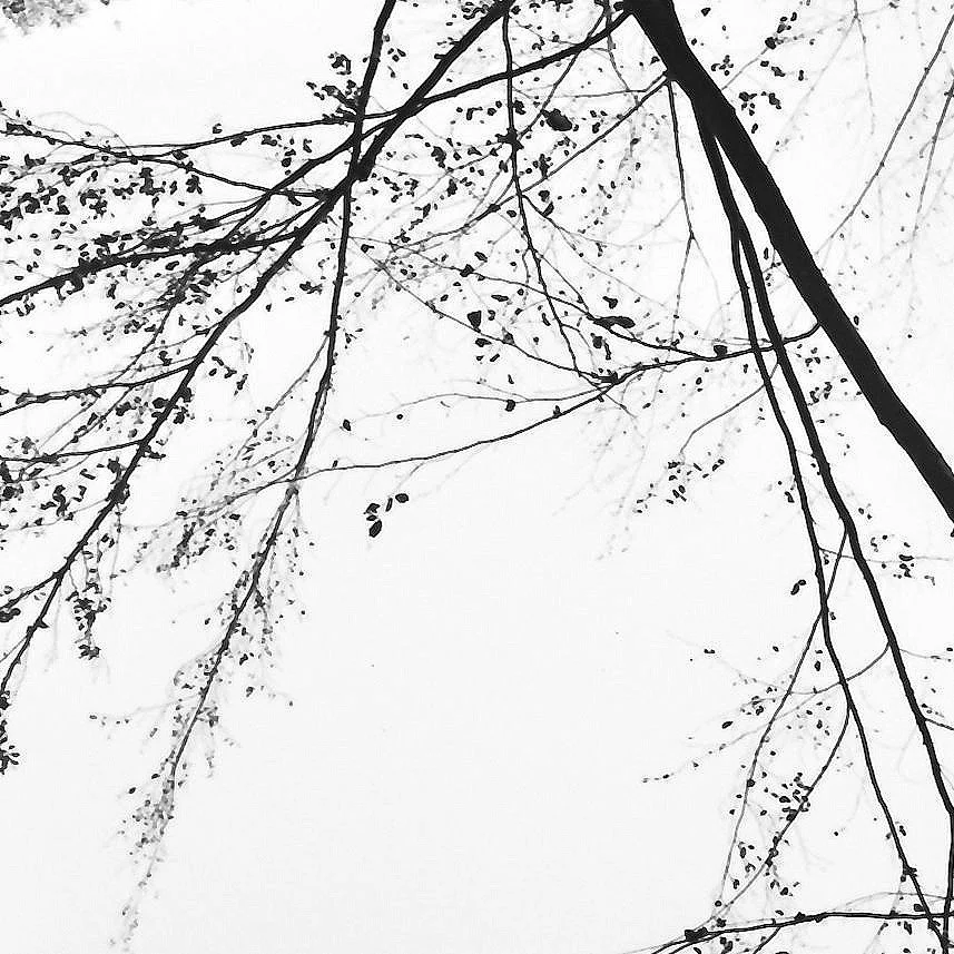 Baumzweige gegen den Himmel – analoge Schwarzweiß-Fotografie aus der Serie UNDER_TREES von Manuela Ecker