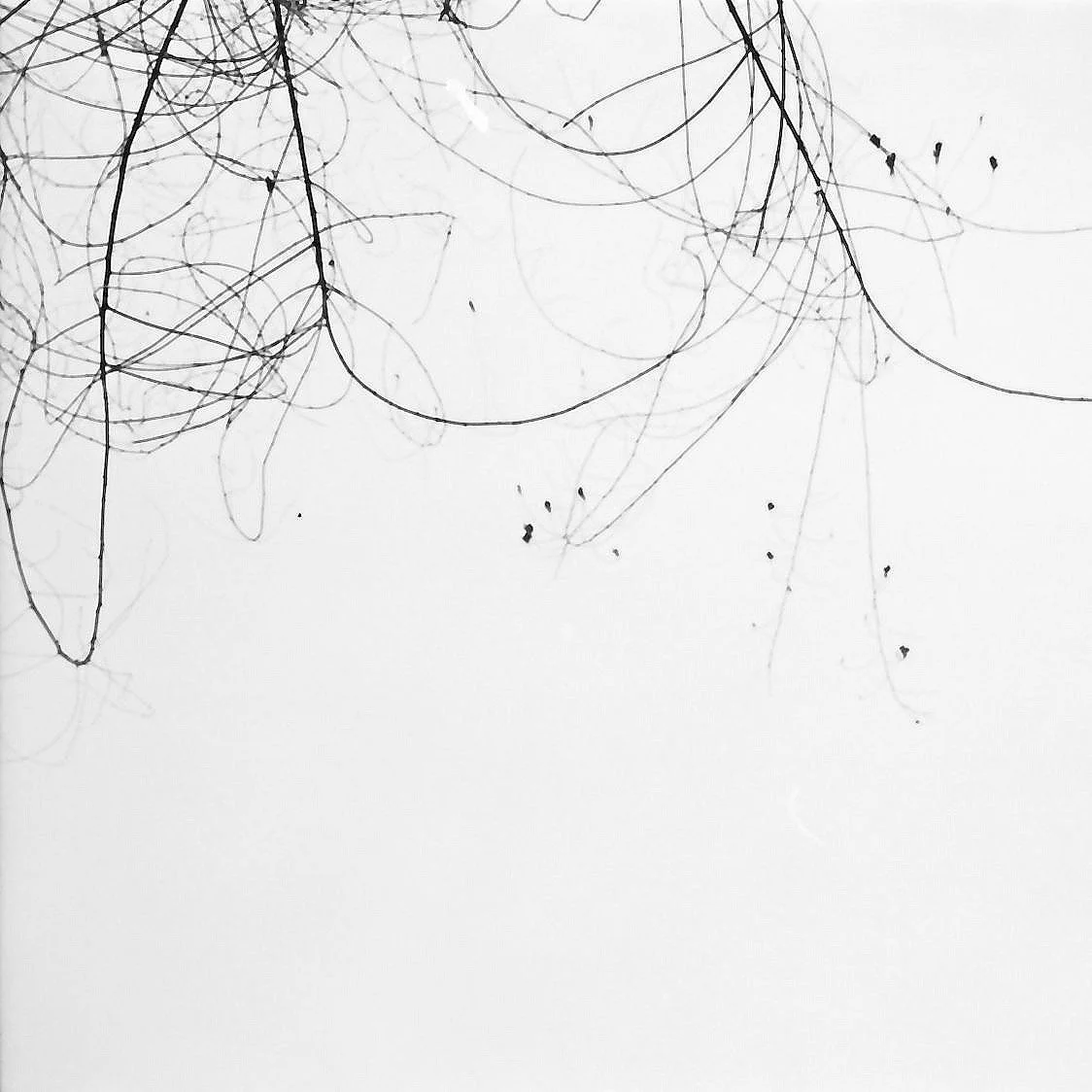 Baumzweige gegen den Himmel – analoge Schwarzweiß-Fotografie aus der Serie UNDER_TREES von Manuela Ecker