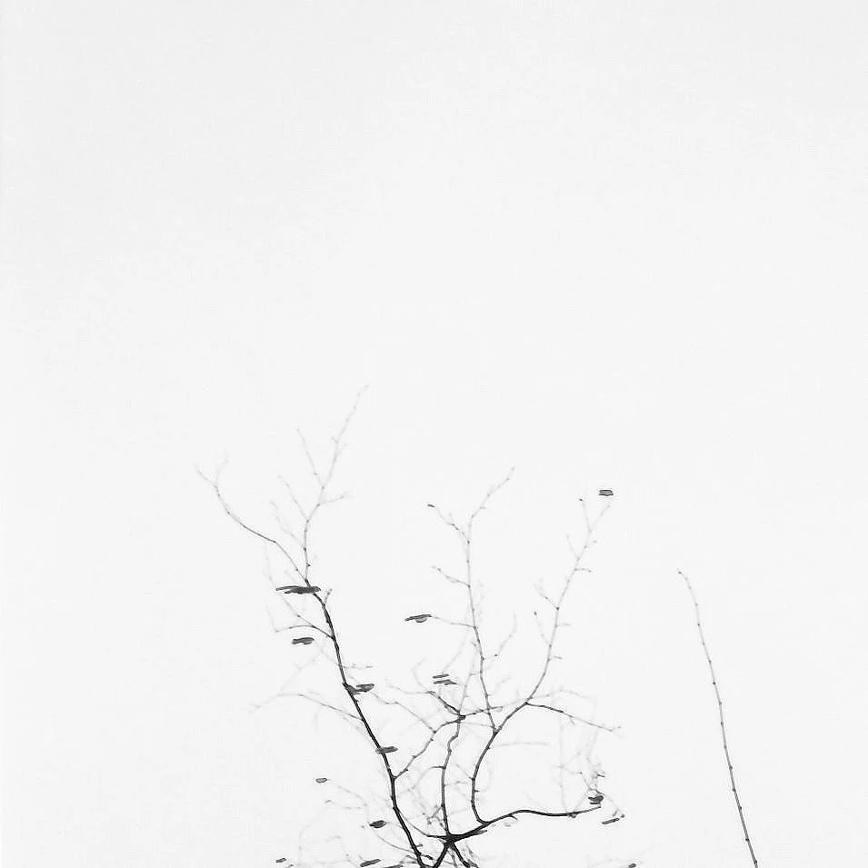 Baumzweige gegen den Himmel – analoge Schwarzweiß-Fotografie aus der Serie UNDER_TREES von Manuela Ecker