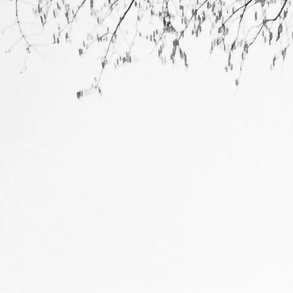 Baumzweige gegen den Himmel – analoge Schwarzweiß-Fotografie aus der Serie UNDER_TREES von Manuela Ecker