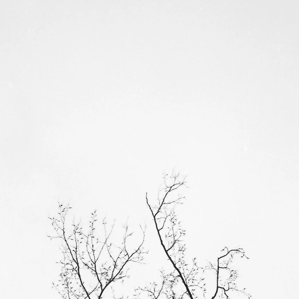 Baumzweige gegen den Himmel – analoge Schwarzweiß-Fotografie aus der Serie UNDER_TREES von Manuela Ecker