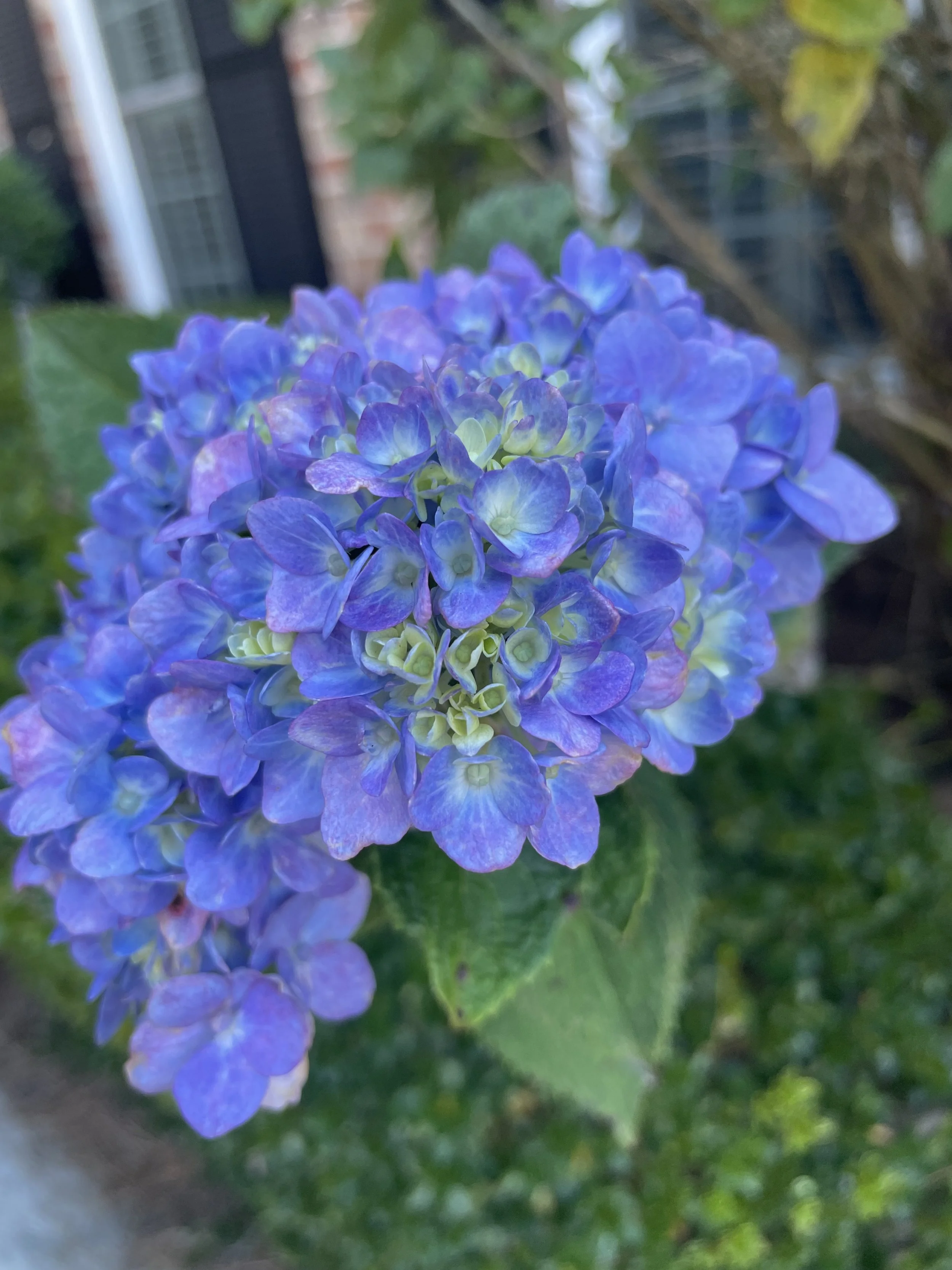 EF33D42C-C80E-4EF2-8B5E-AF9B0A4766E4.jpeg