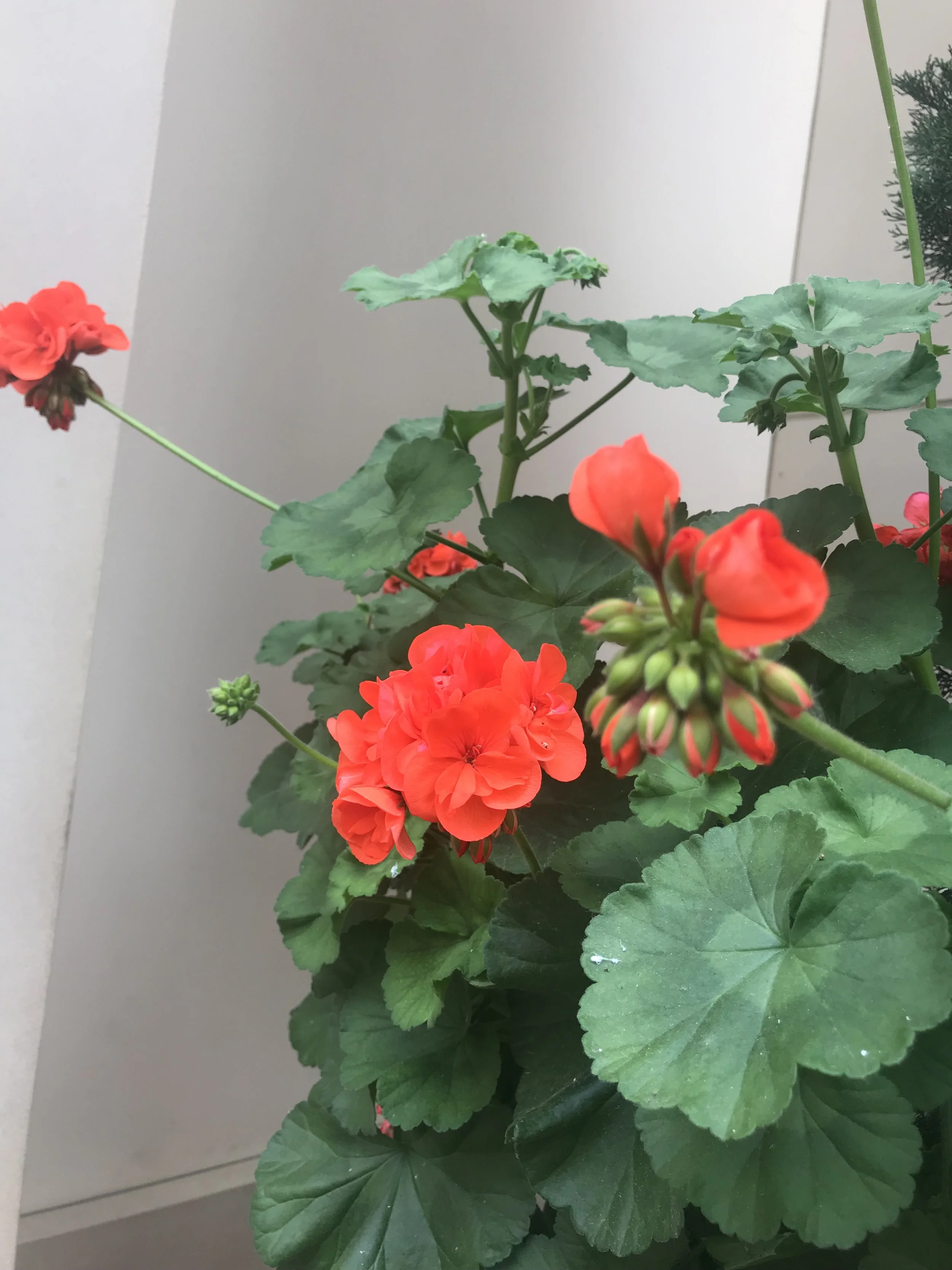 IMG_2519.jpeg