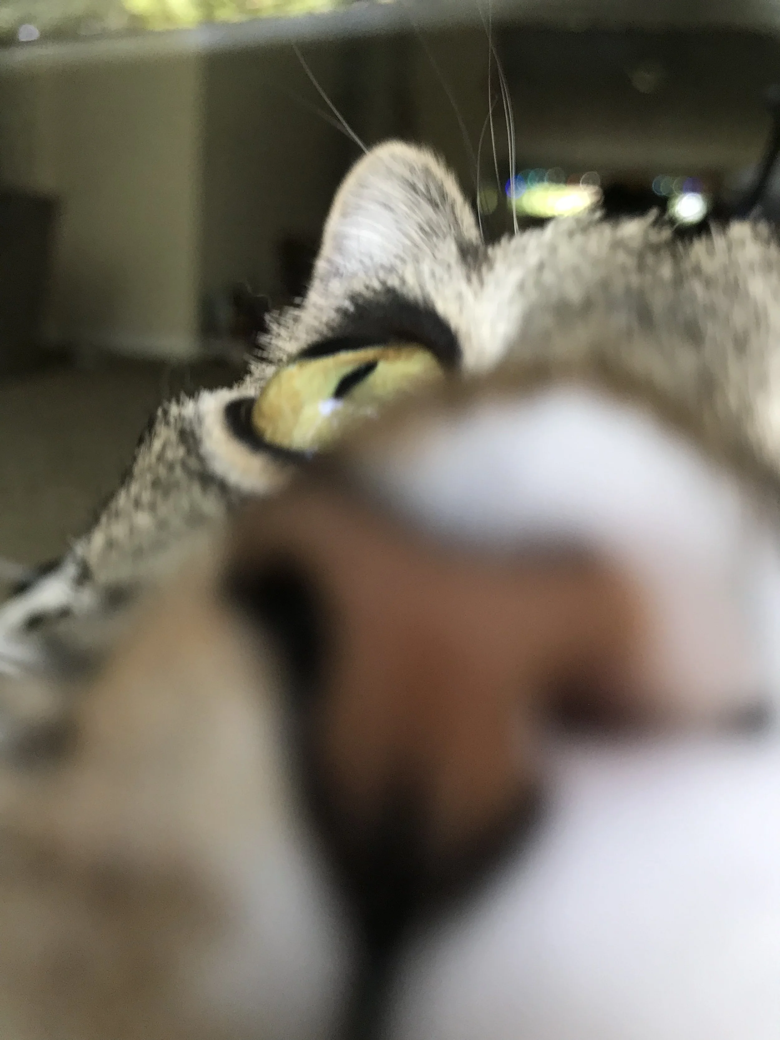 FFD886AA-78C6-45B9-A05F-81C2AE4ADF27.jpeg
