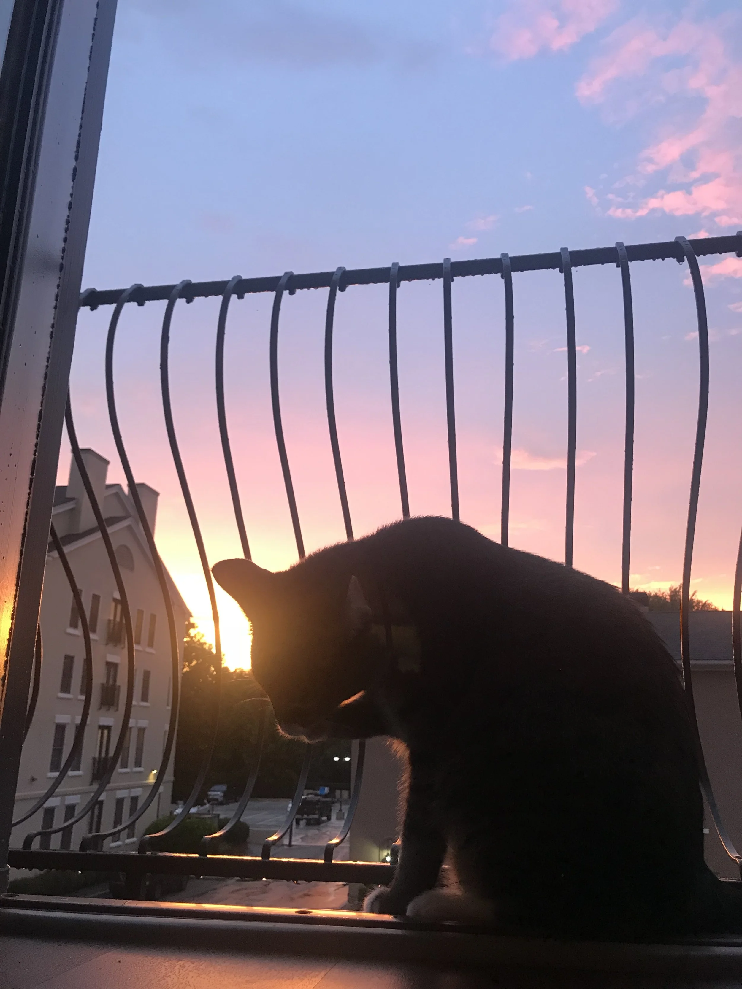 IMG_4219.jpeg