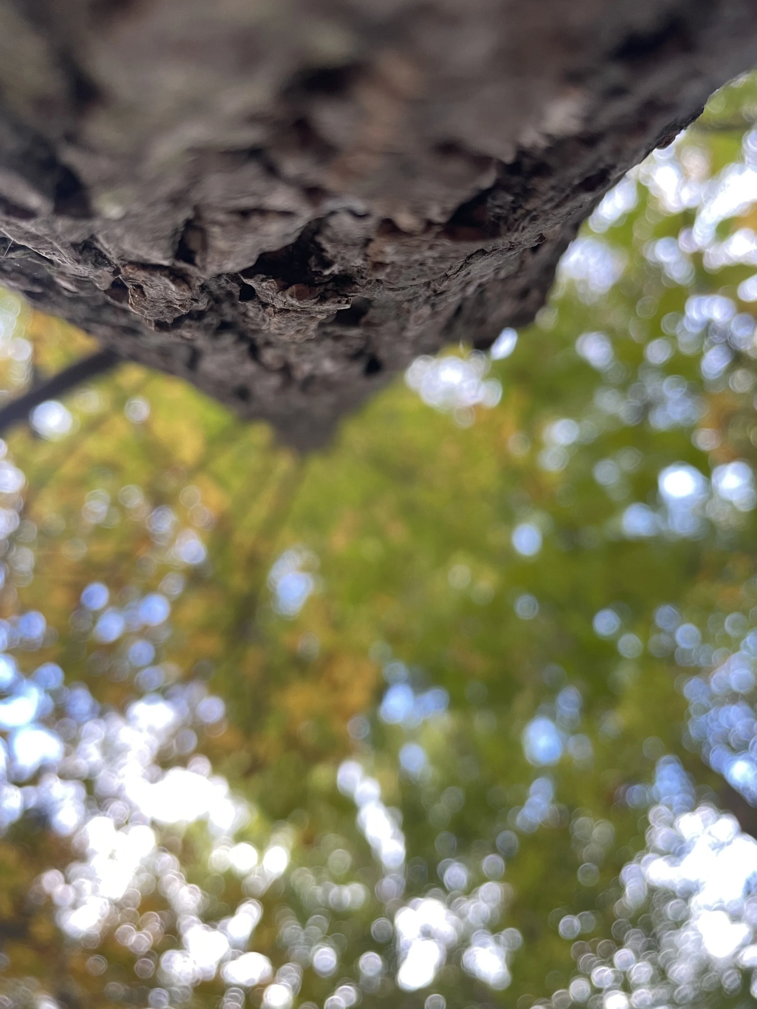 F45D30F9-64C0-4144-94BF-085AADAC5E39.jpeg