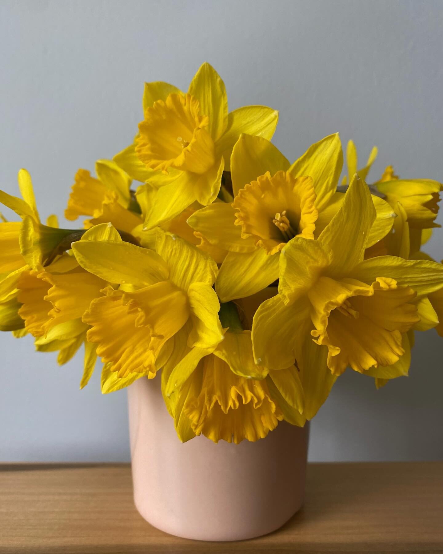 daffodils from the garden. saved before the freezing snow comes tomorrow. 💛⭐️🌝🌼🐥🌕