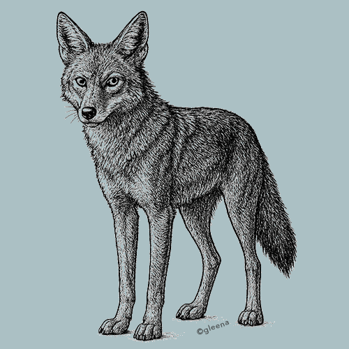 The Wounded Coyote