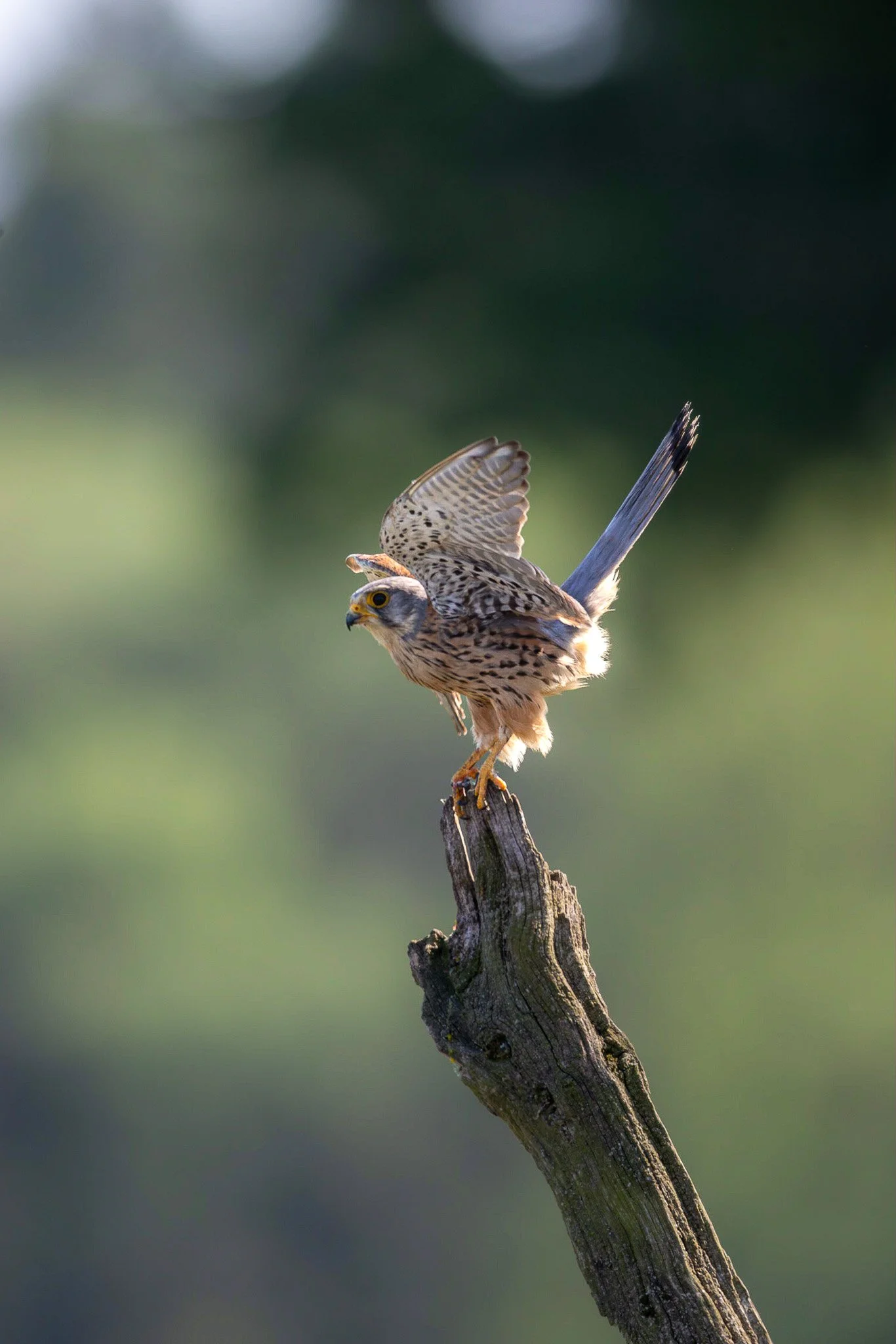 809A5955-Enhanced-NR.jpg