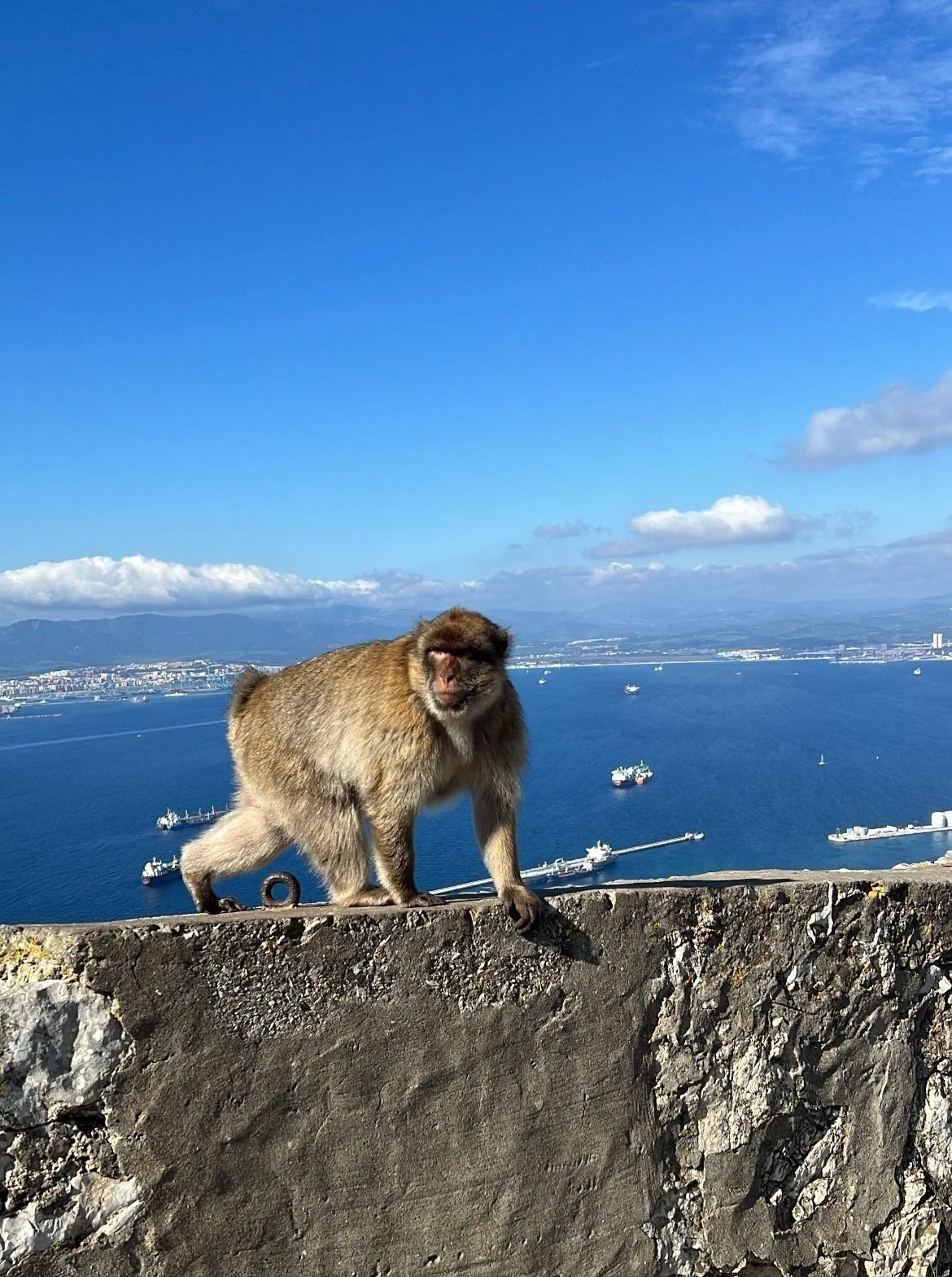 直布羅陀巨岩上的野生獼猴，是當地最有名的特色景象