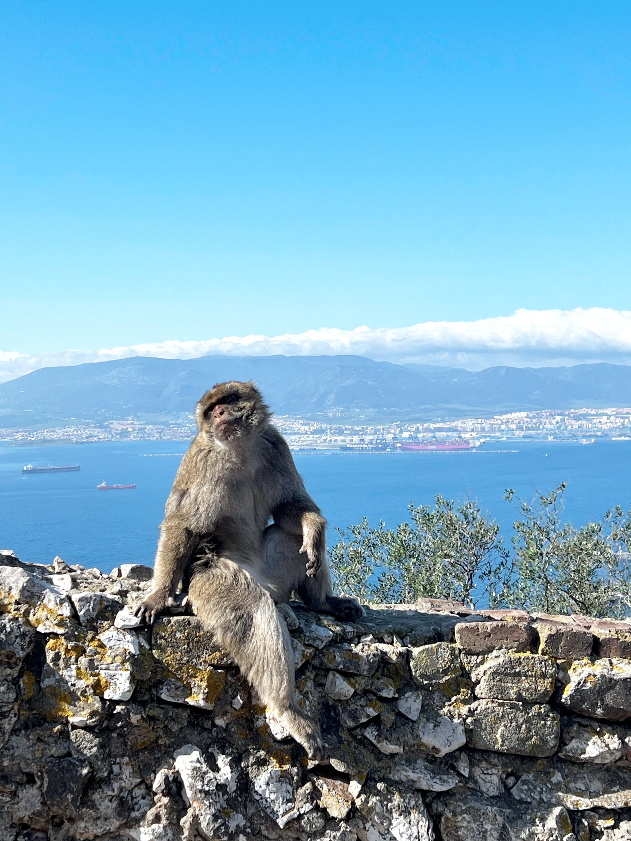 在直布羅陀自然保護區近距離看到自由活動的猴子