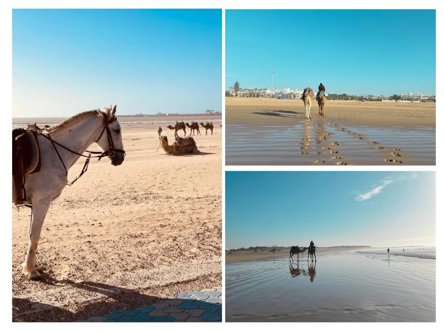 索維拉海灘上可以騎馬與騎駱駝，是很受歡迎的體驗活動。