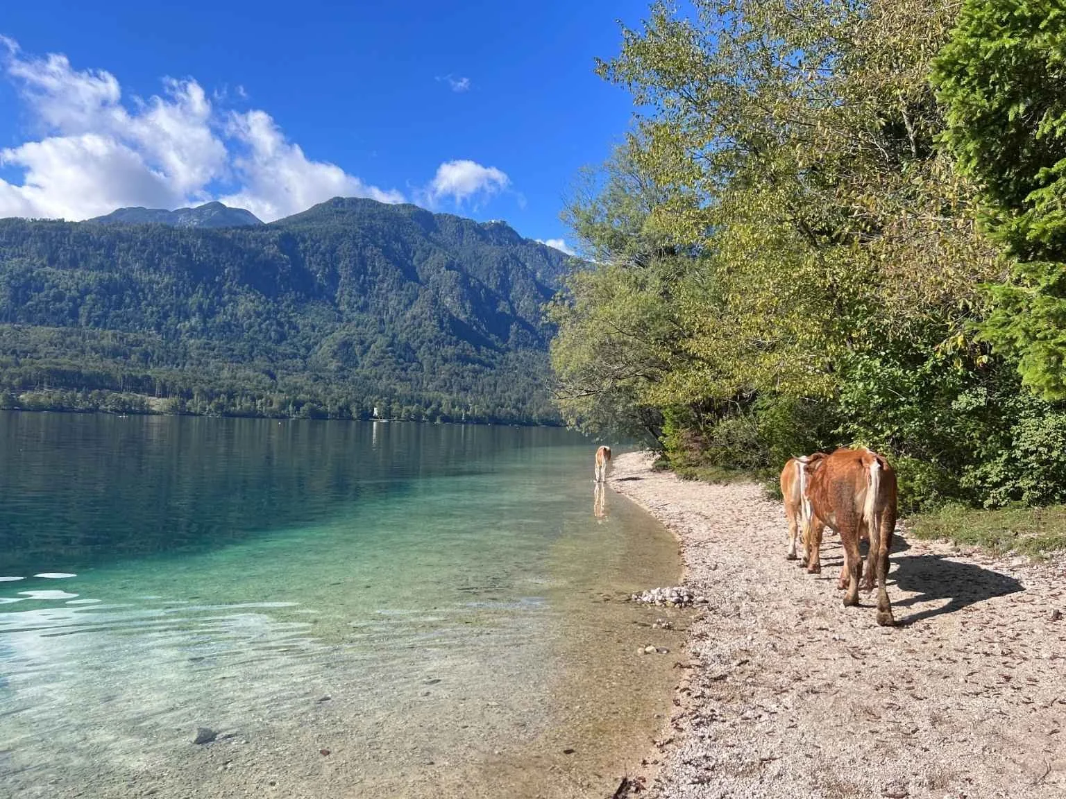 波西尼湖湖岸步道與牛群悠閒漫步的畫面，湖水清澈、群山環繞，是斯洛維尼亞最療癒的風景之一。