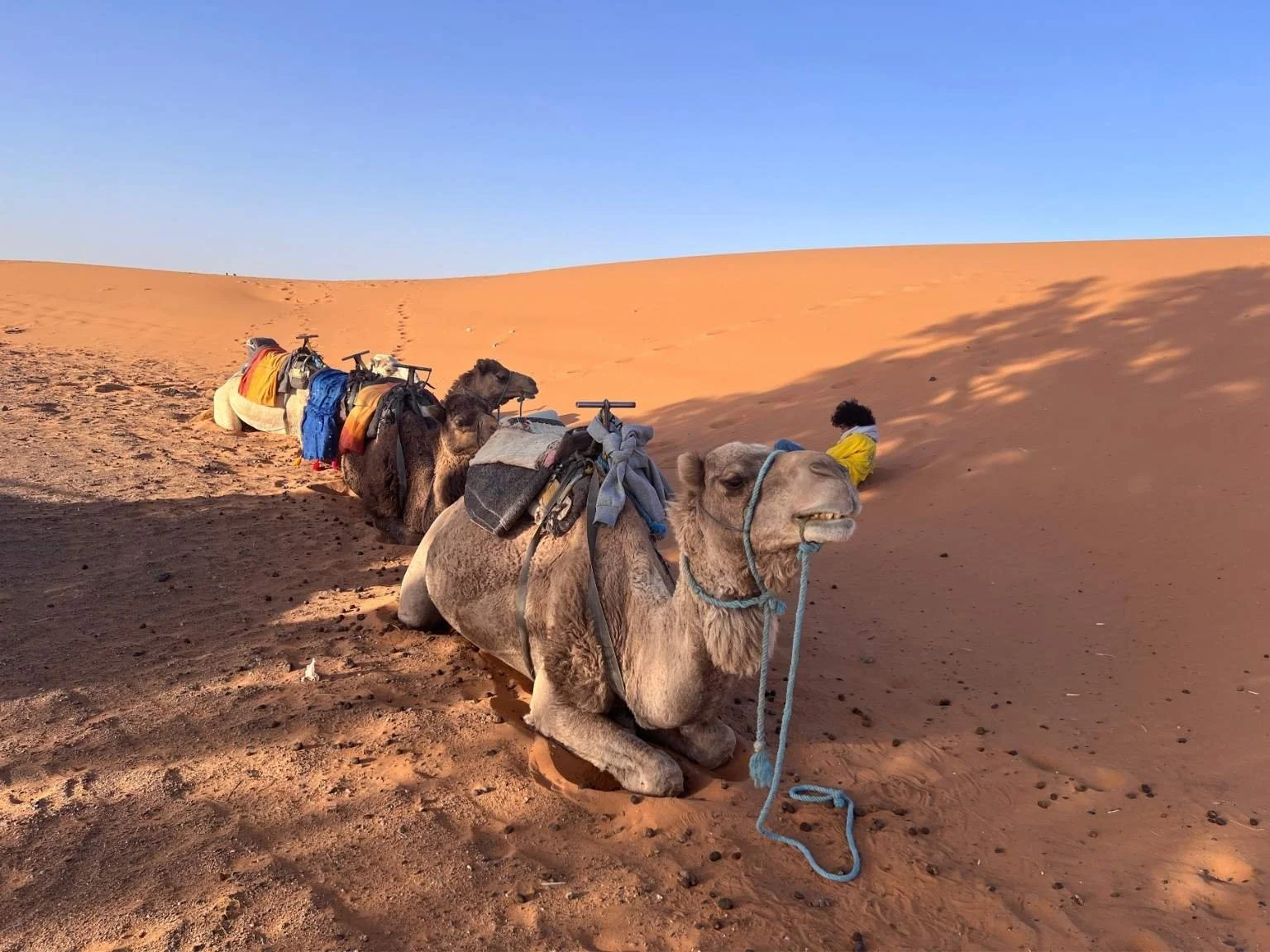 摩洛哥撒哈拉沙漠裡的駱駝坐在沙地上休息，等待旅人前來騎乘。