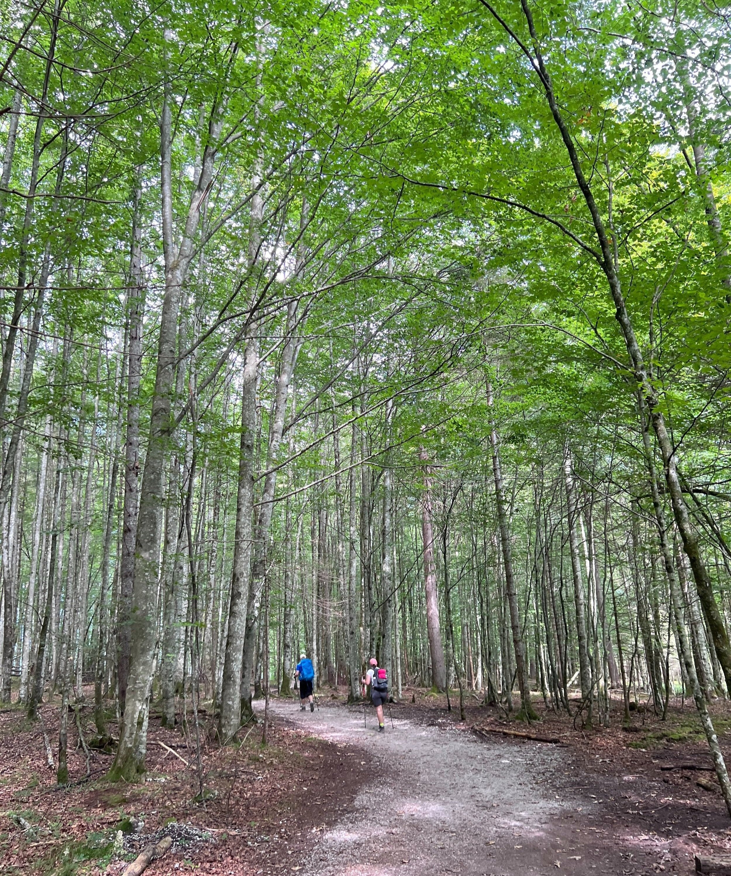 國王湖健行路線中的森林步道景色