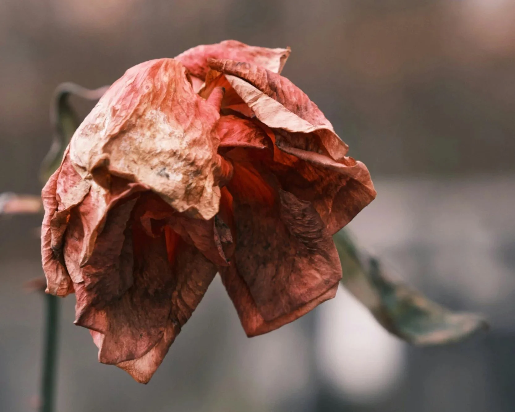 A wilted rose  symbolising grief.