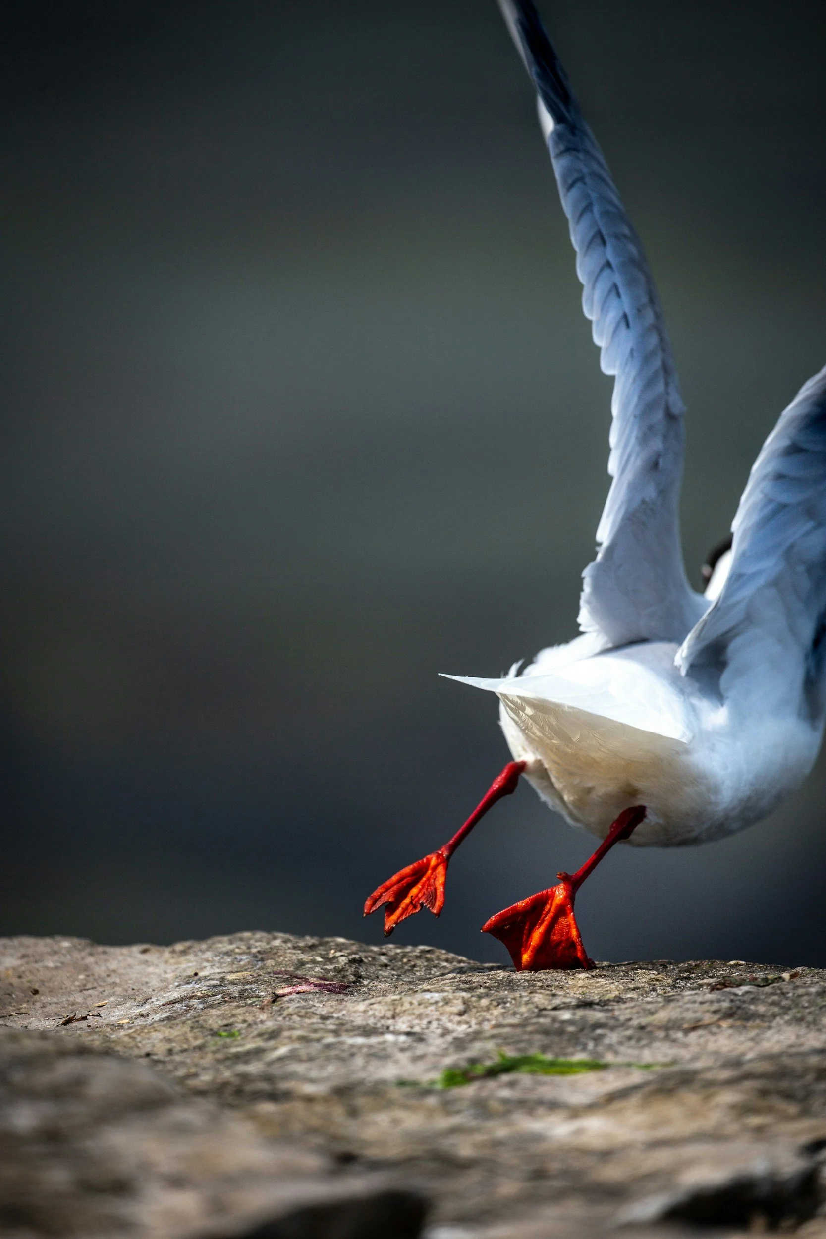 White bird lifting off from a branch, wings open, viewed from behind