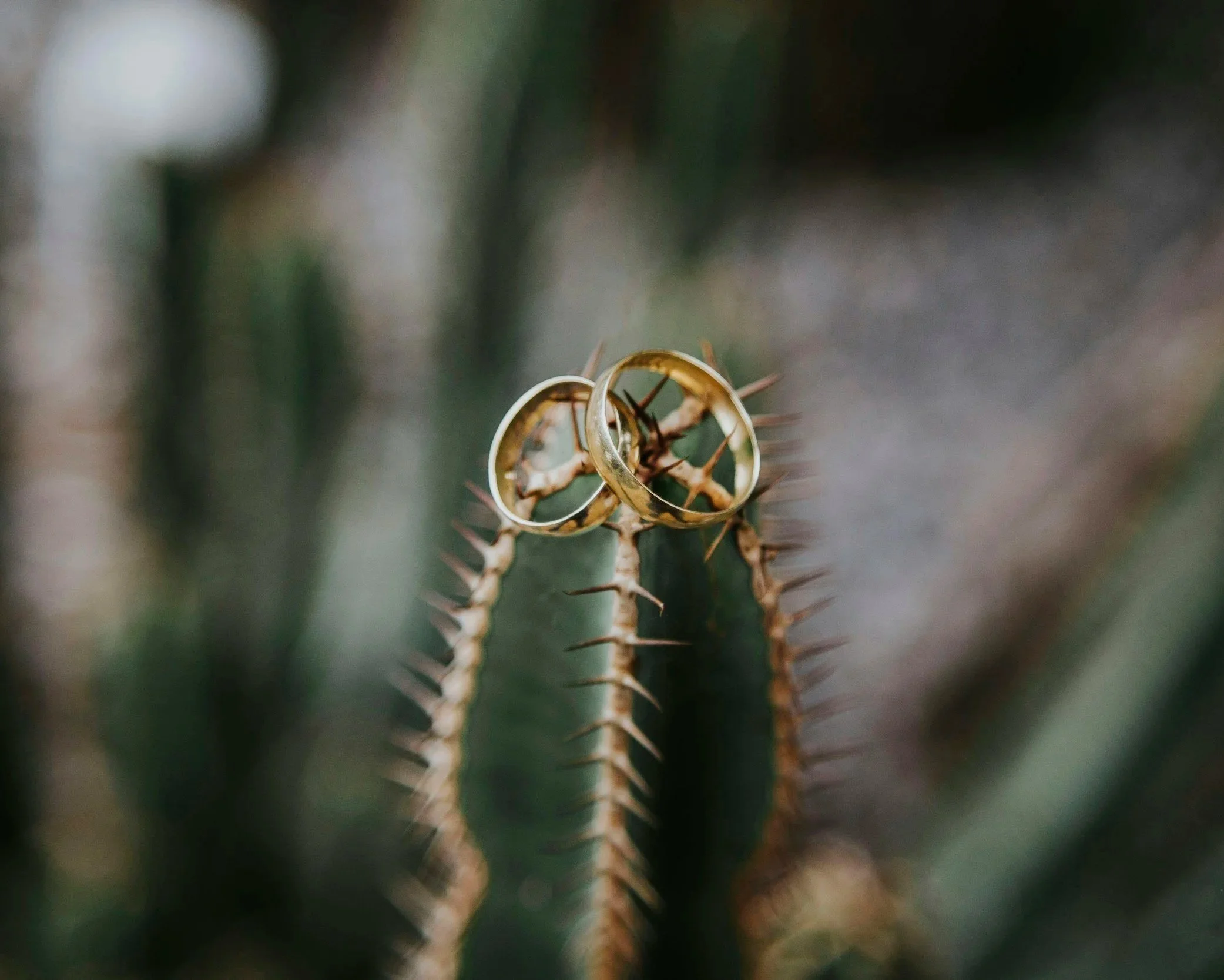 Two rings intertwined on a cactus, representing love, pain, and betrayal in relationships