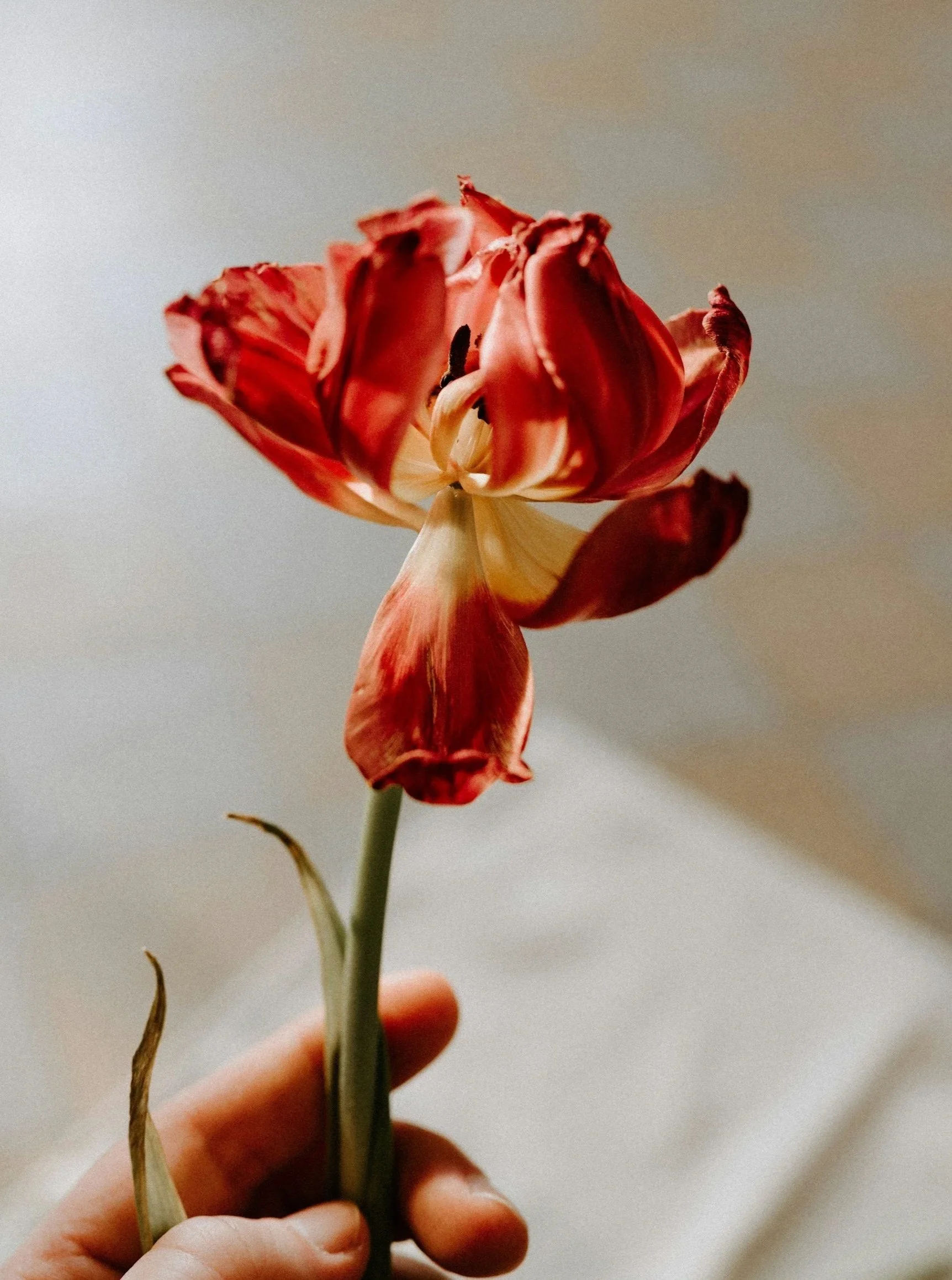 A hand holdign a wilted flower.