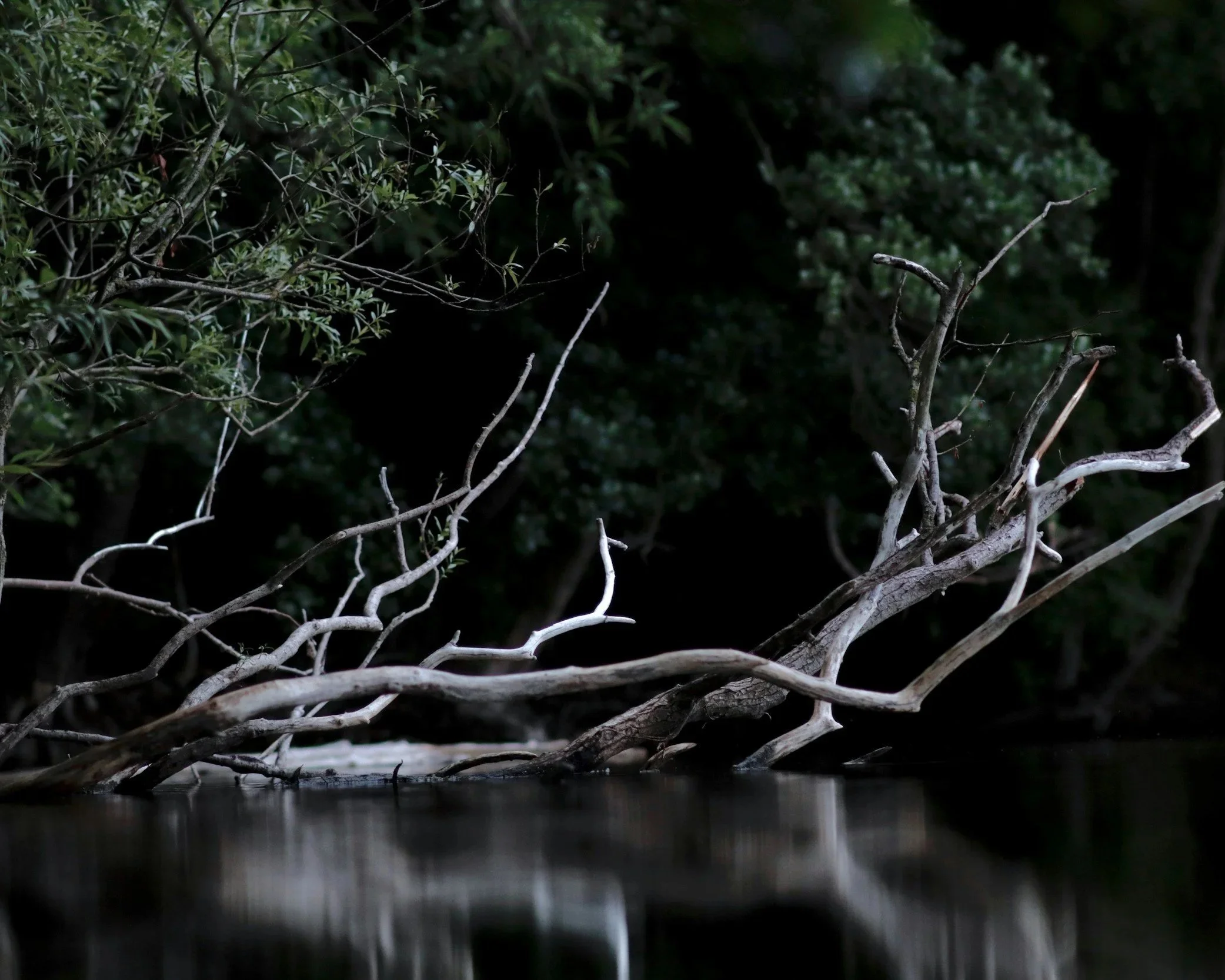 Fallen branch over still water, reflecting quiet loss and complex emotional aftermath