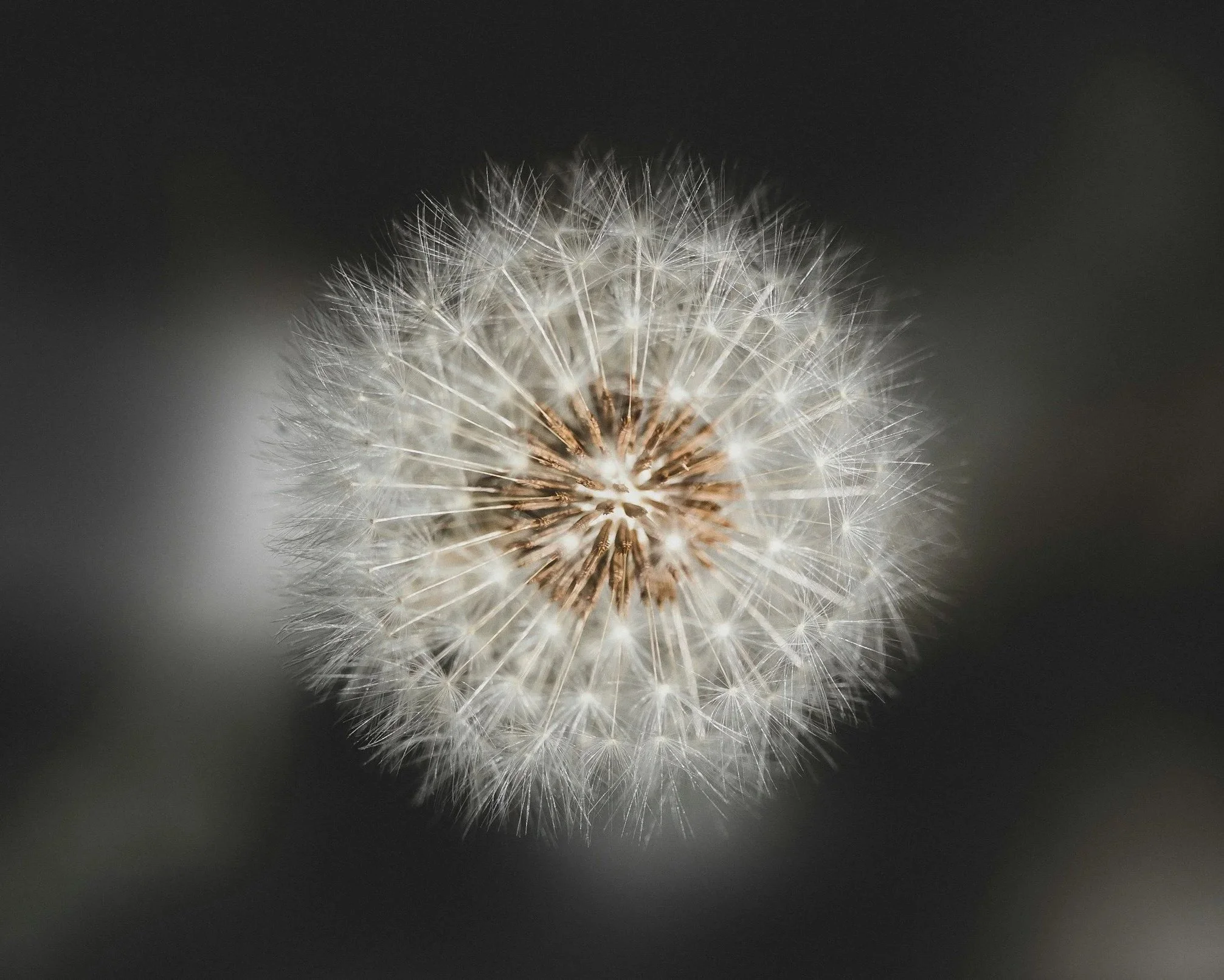 Close-up of a dandelion representing emotional sensitivity and depth