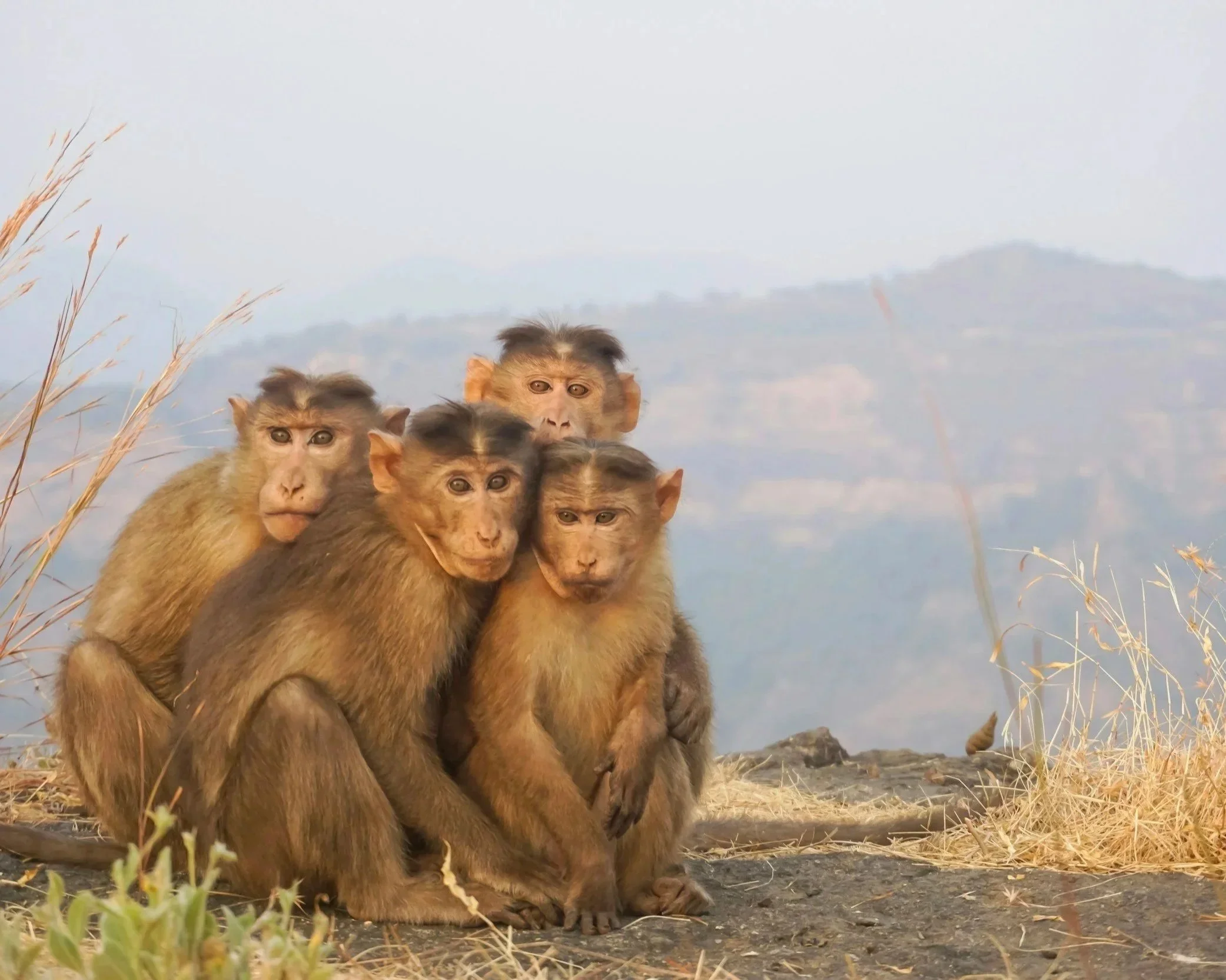 Four monkeys sitting together symbolising group loyalty and enabling behaviour.