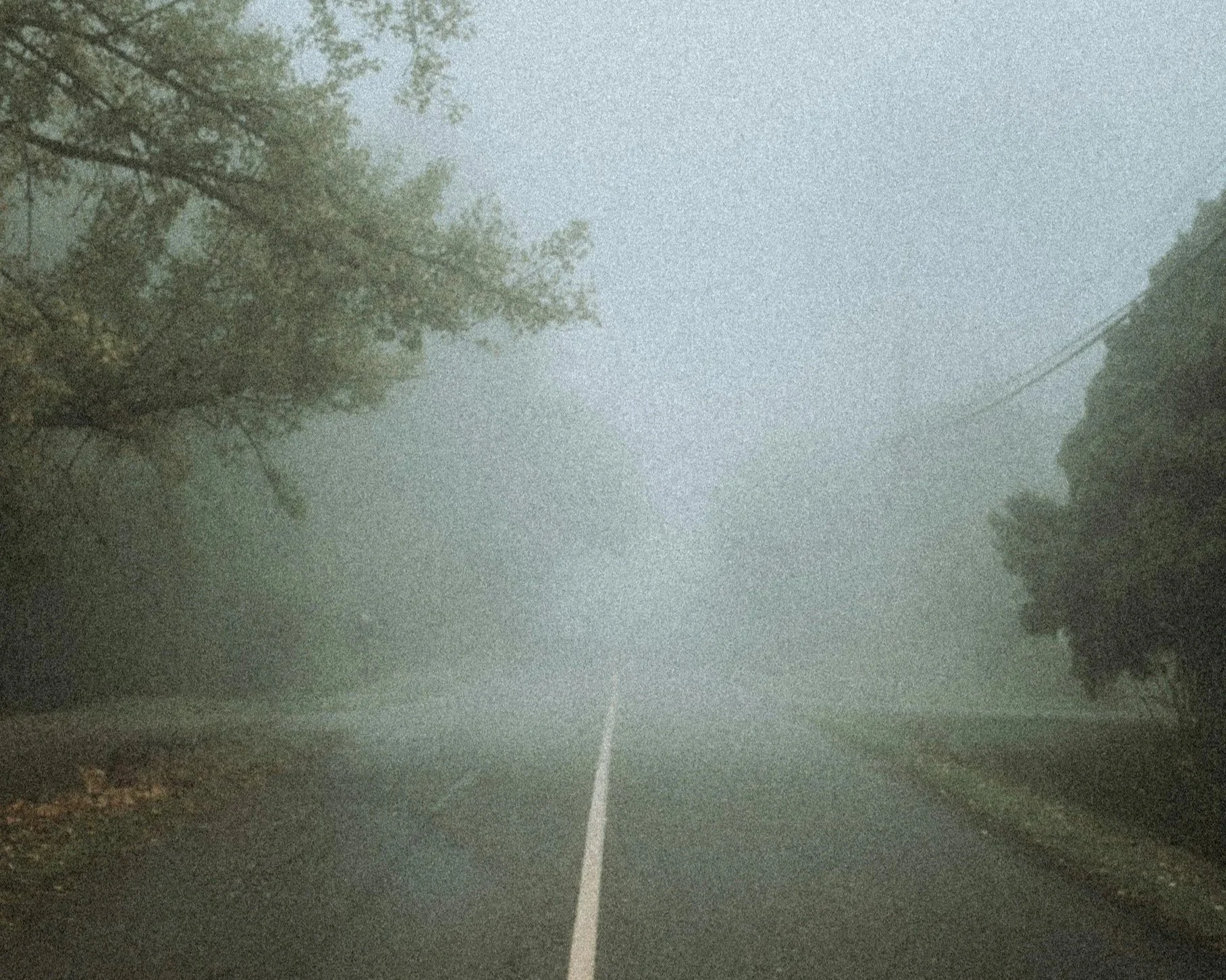 Road disappearing into fog with trees on both sides