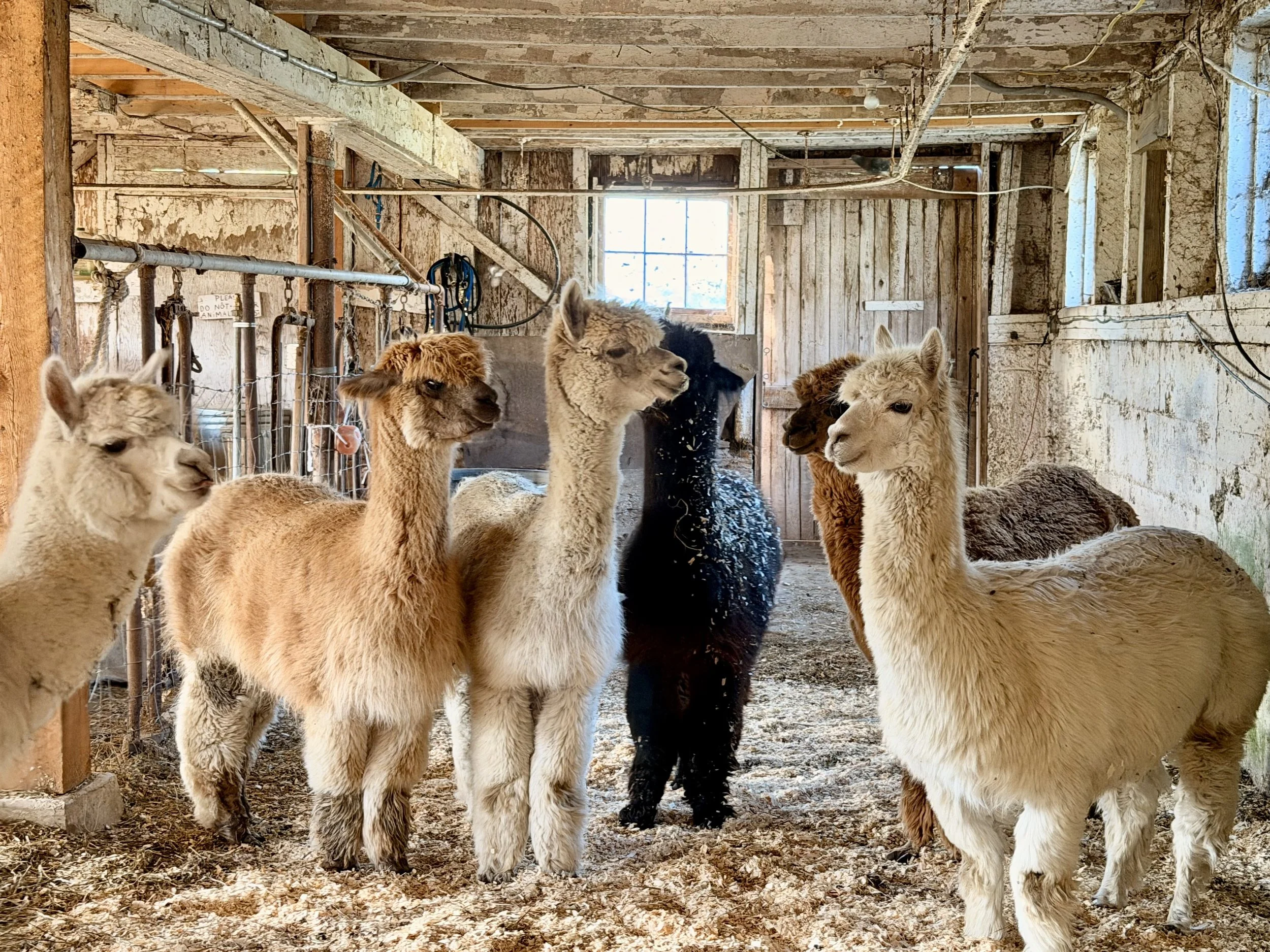 alpacas before spa day_4896 (1).jpg