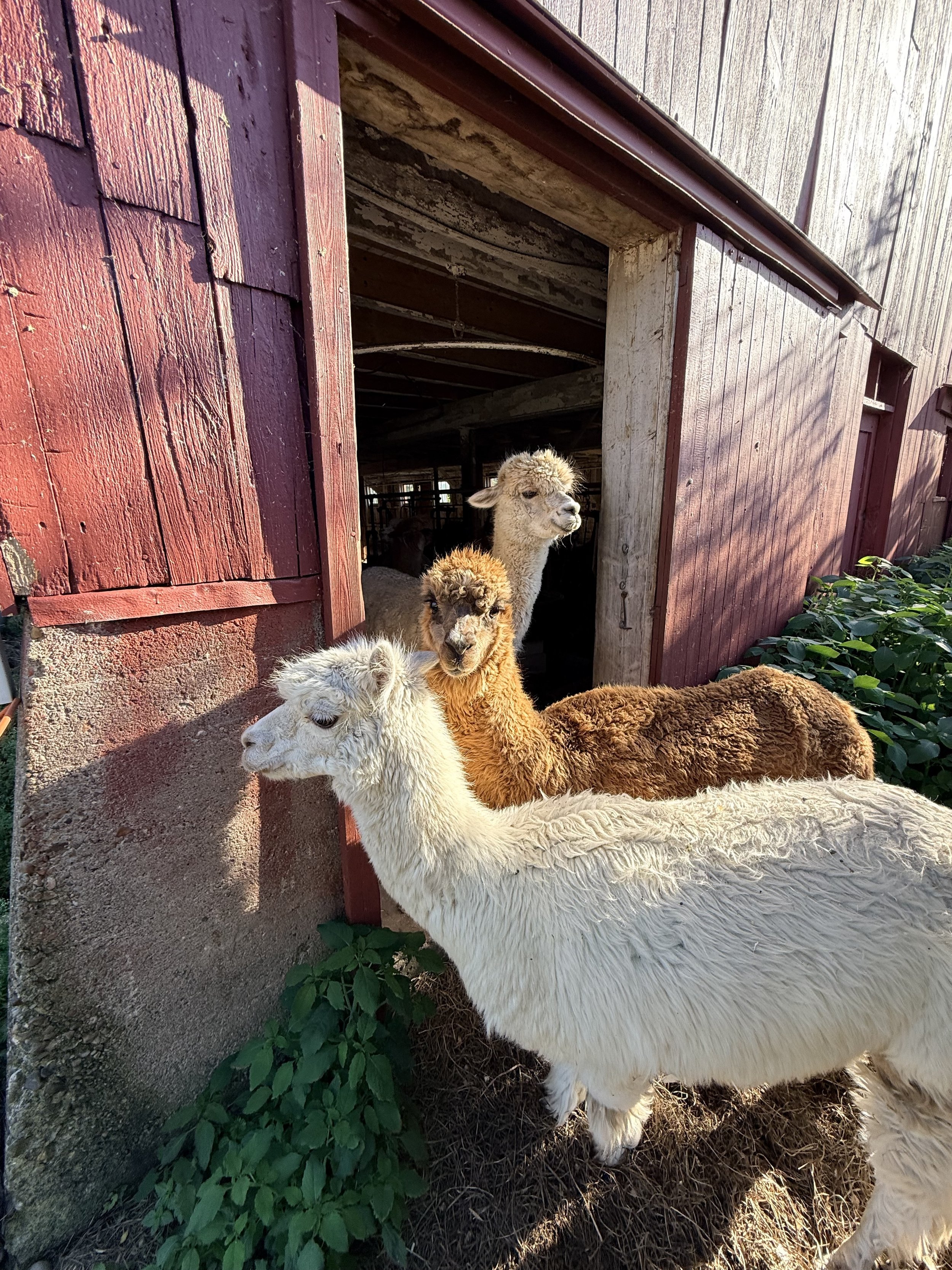 alpaca_one smiling_6271.jpg