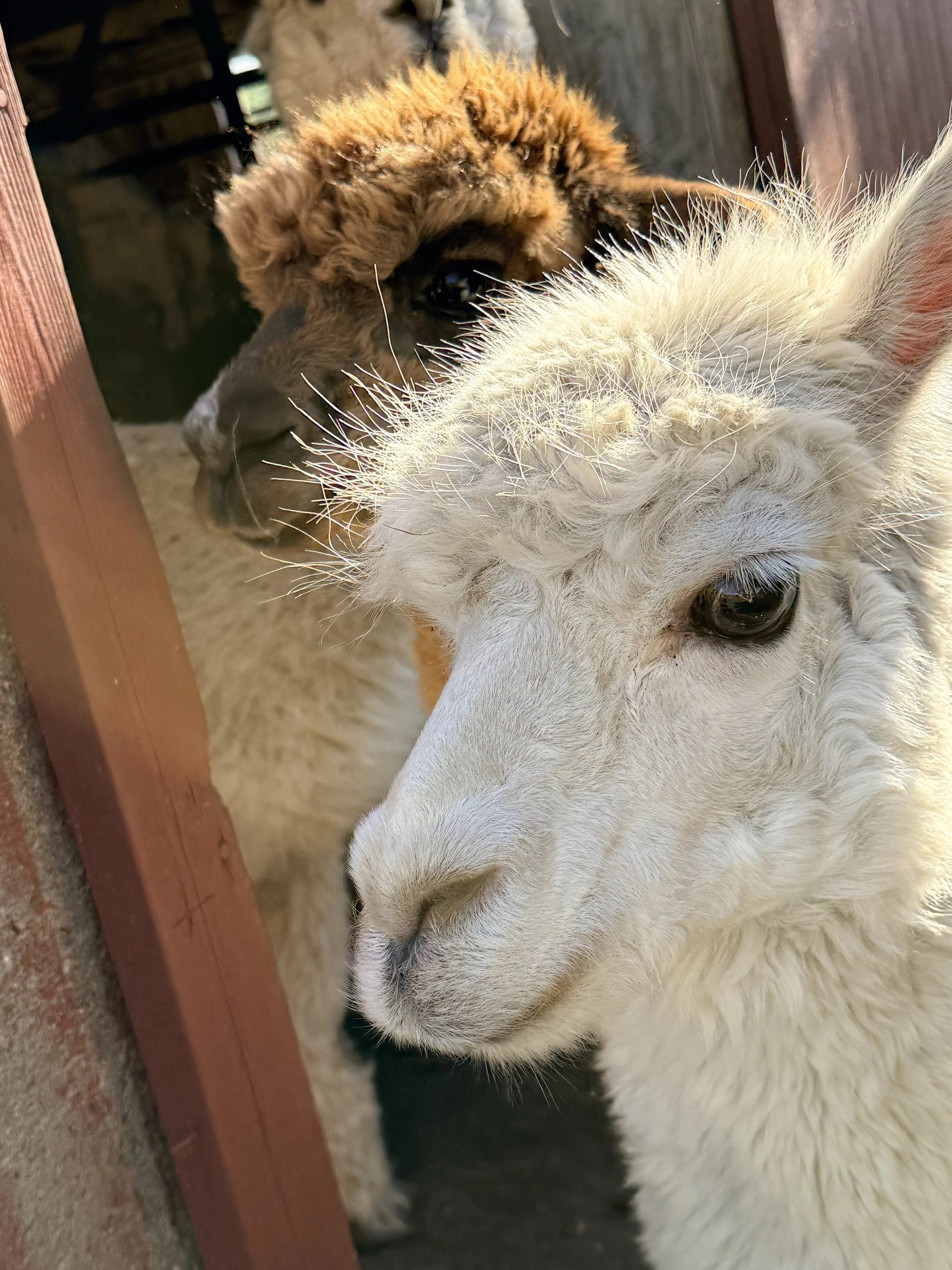 alpaca close up_6274.jpg