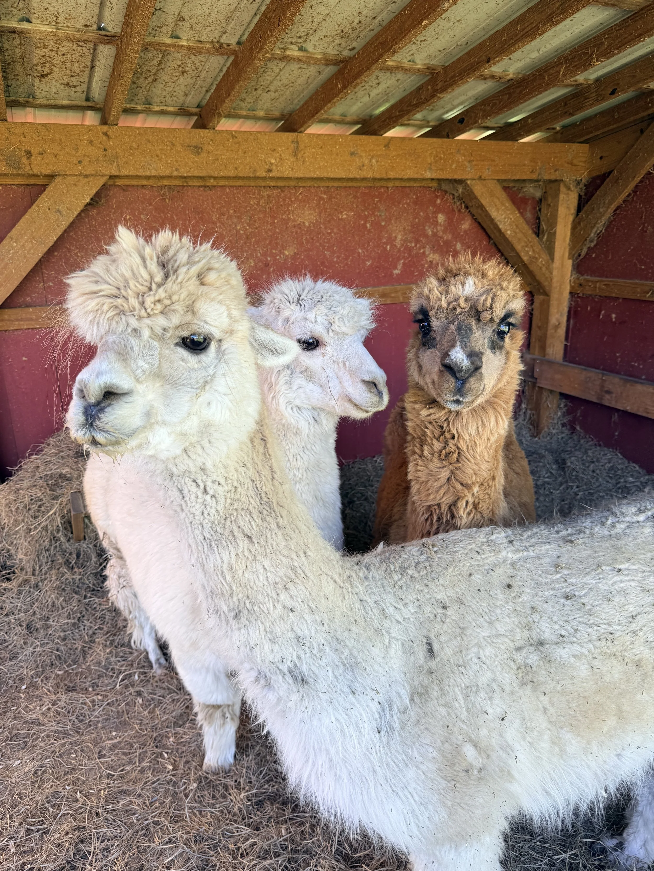 alpaca close up_6268.jpg