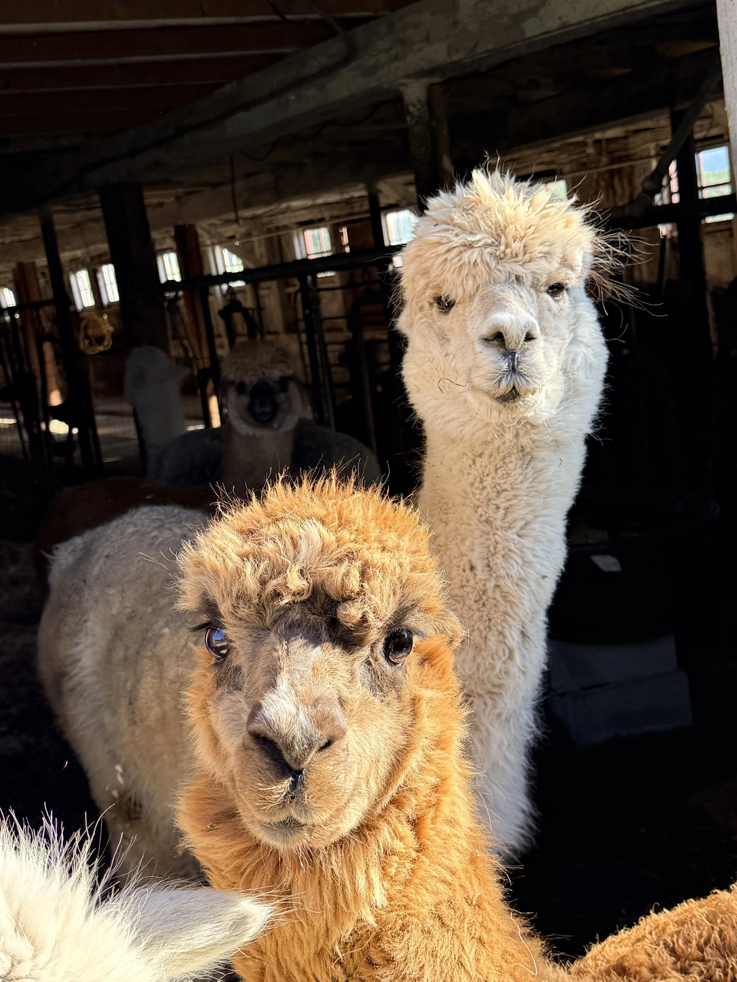 alpaca close up_6276.jpg