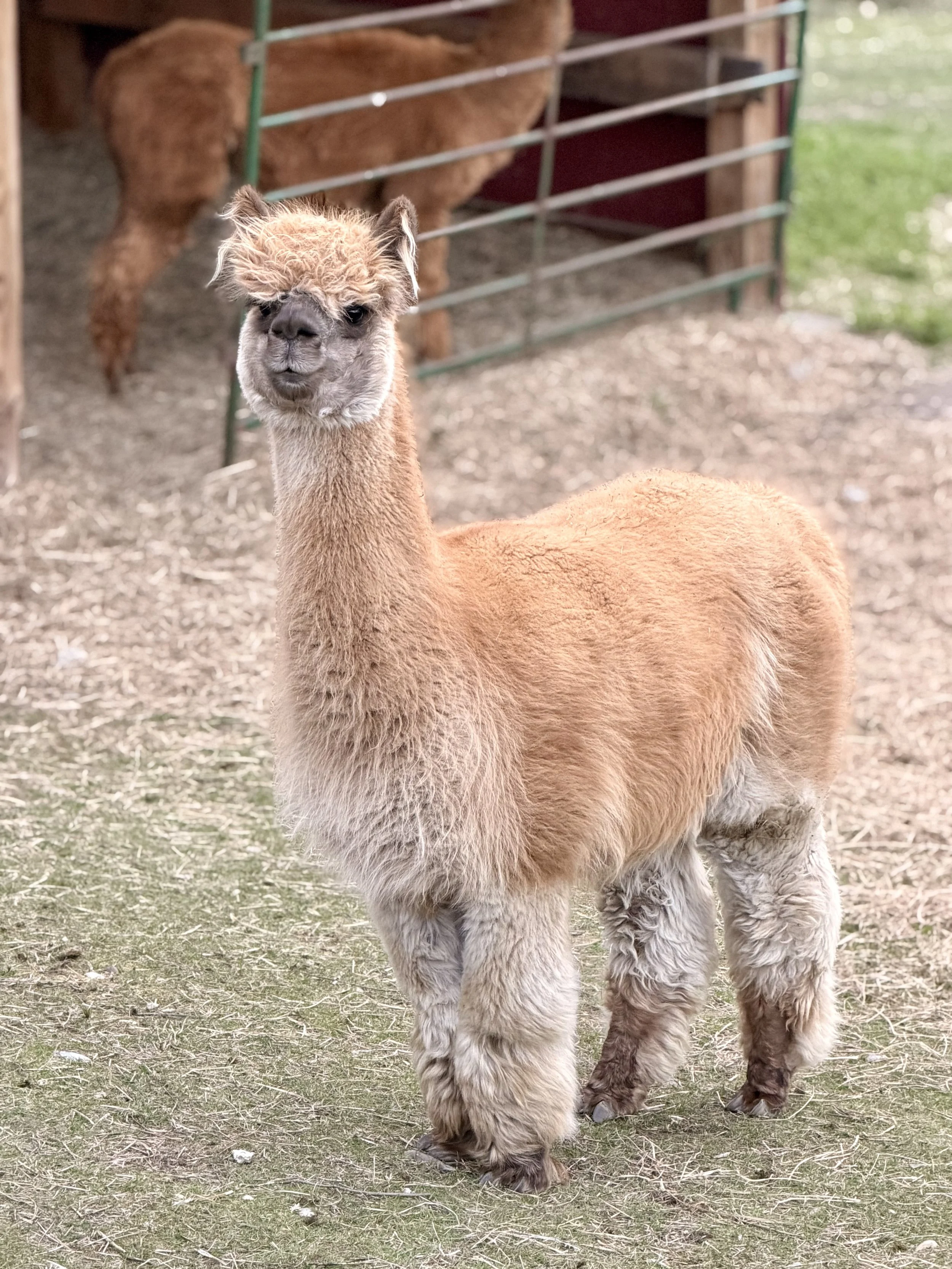 alpaca 4_2932.jpg