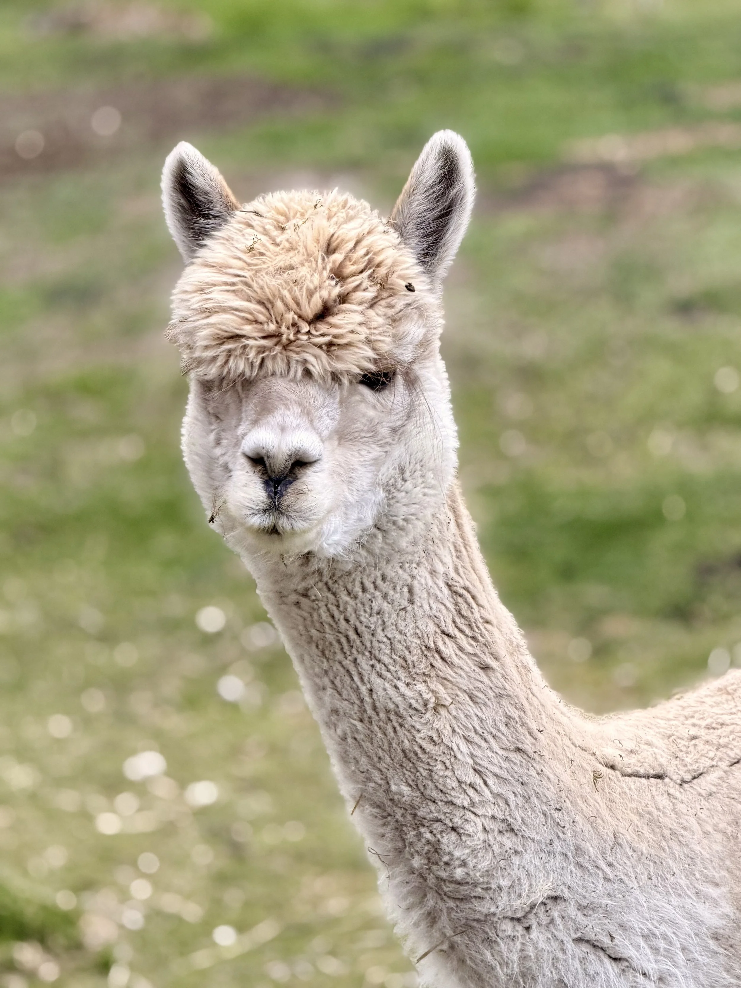 alpaca5_2935.jpg