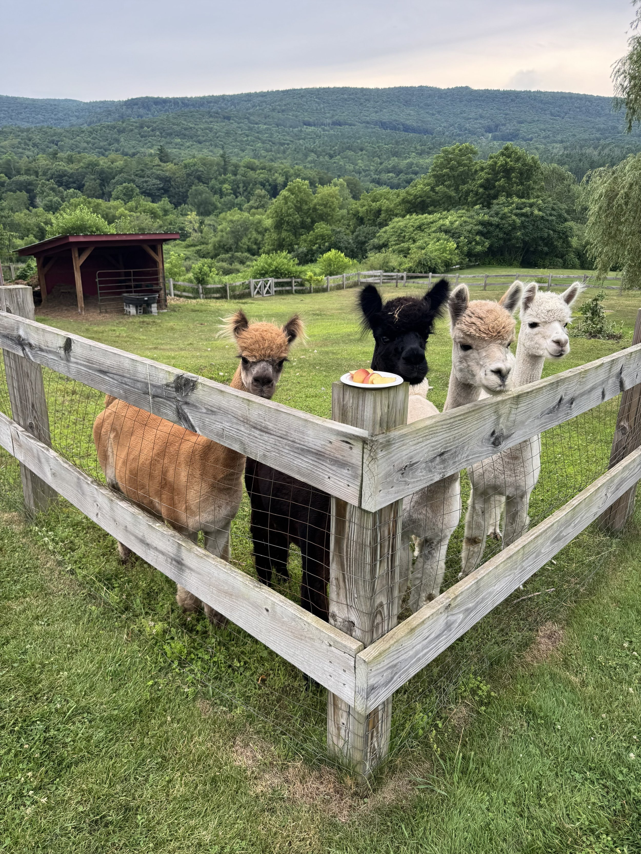 alpaca w:apples.jpg