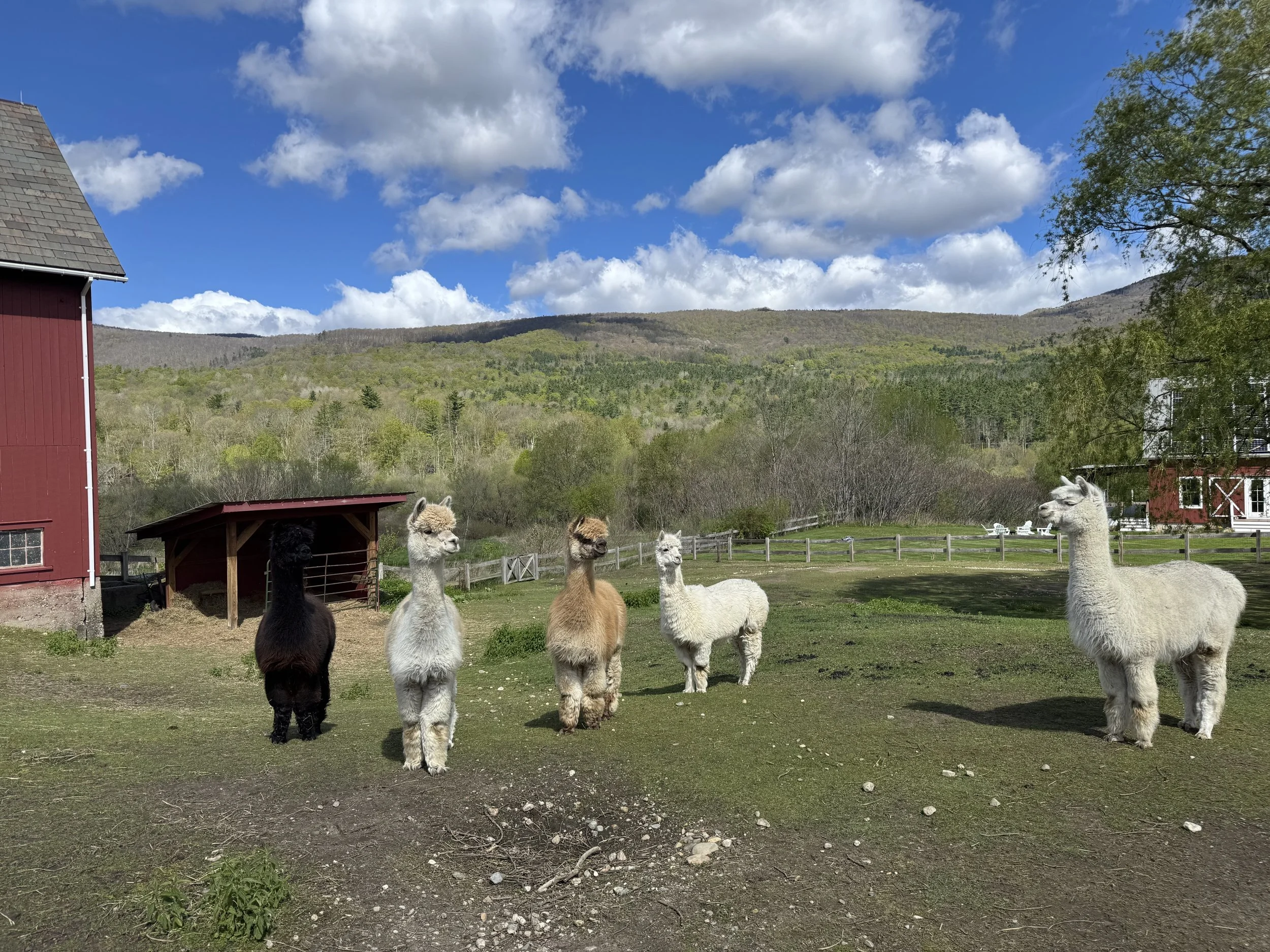 Alpaca 4_6548.jpg