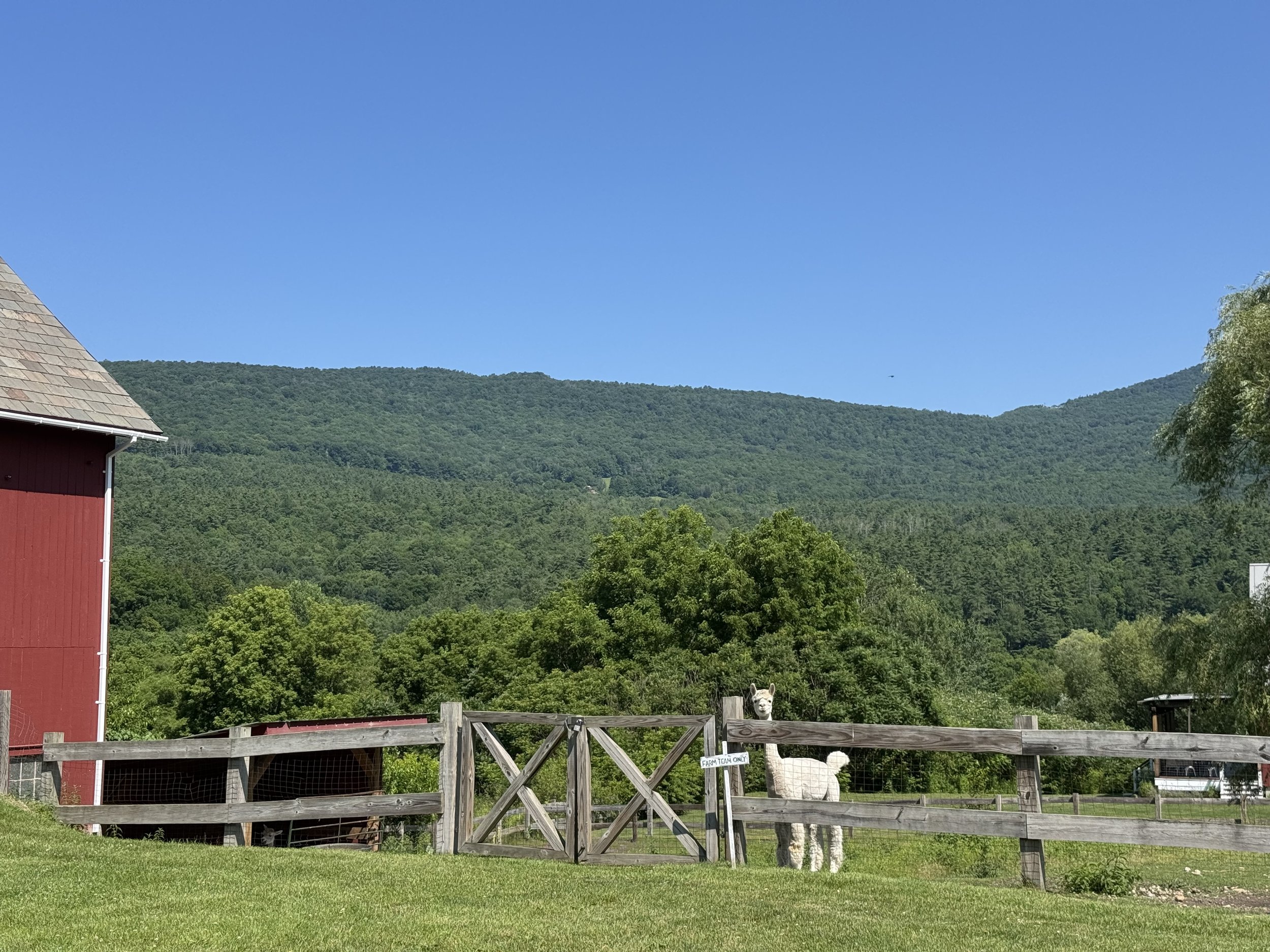 Five Things About Alpacas