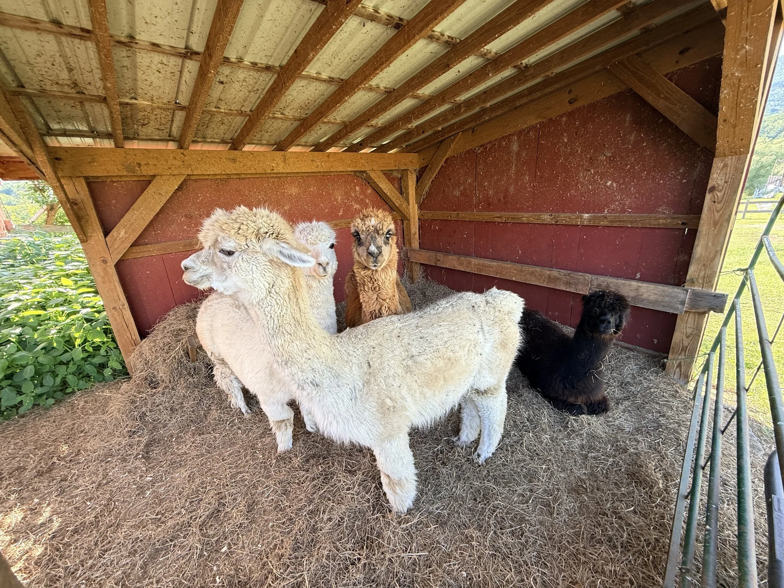alpacas in the shade_6270.jpg
