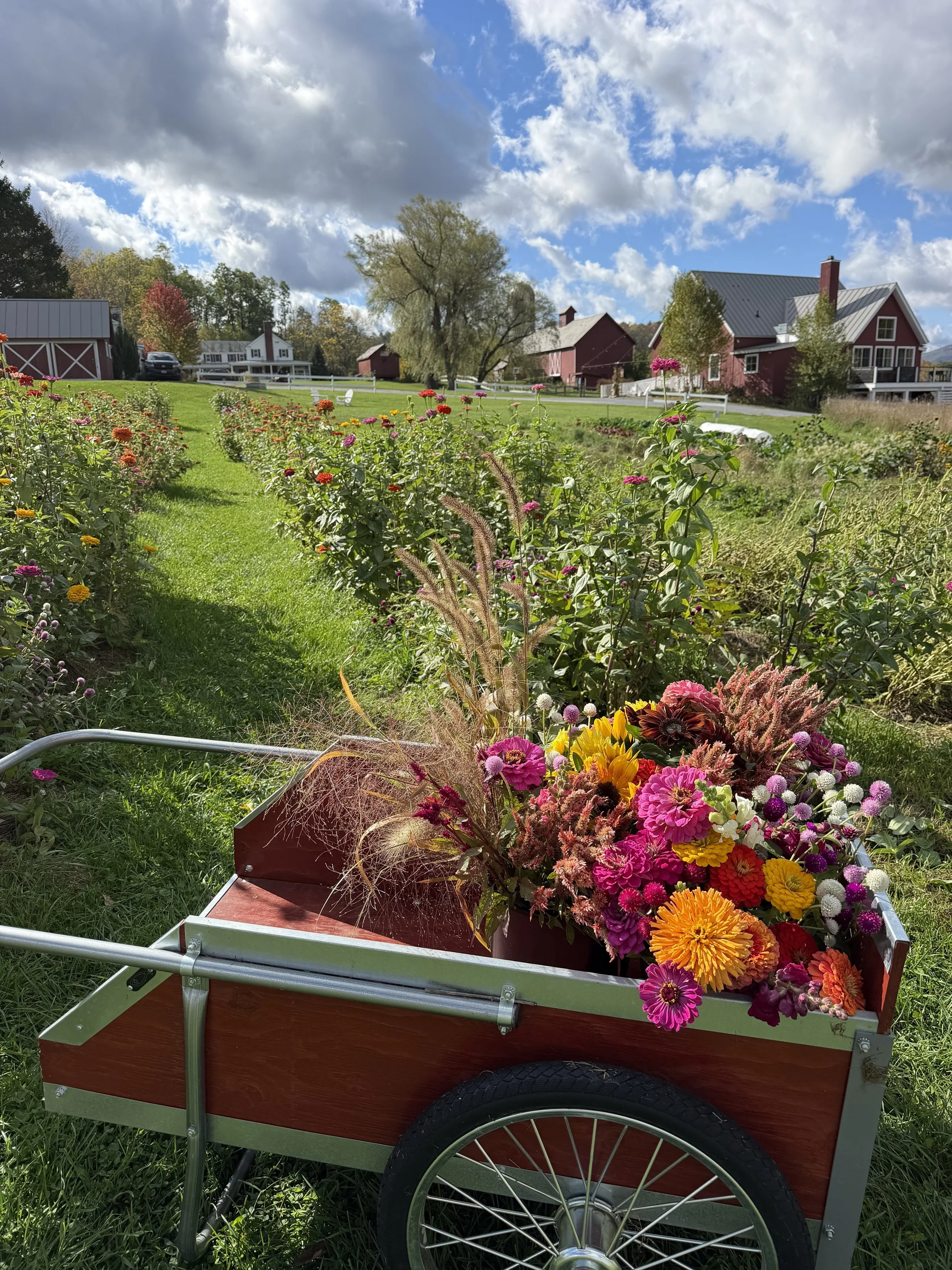 flowers in wheelbarrow_3385.jpg
