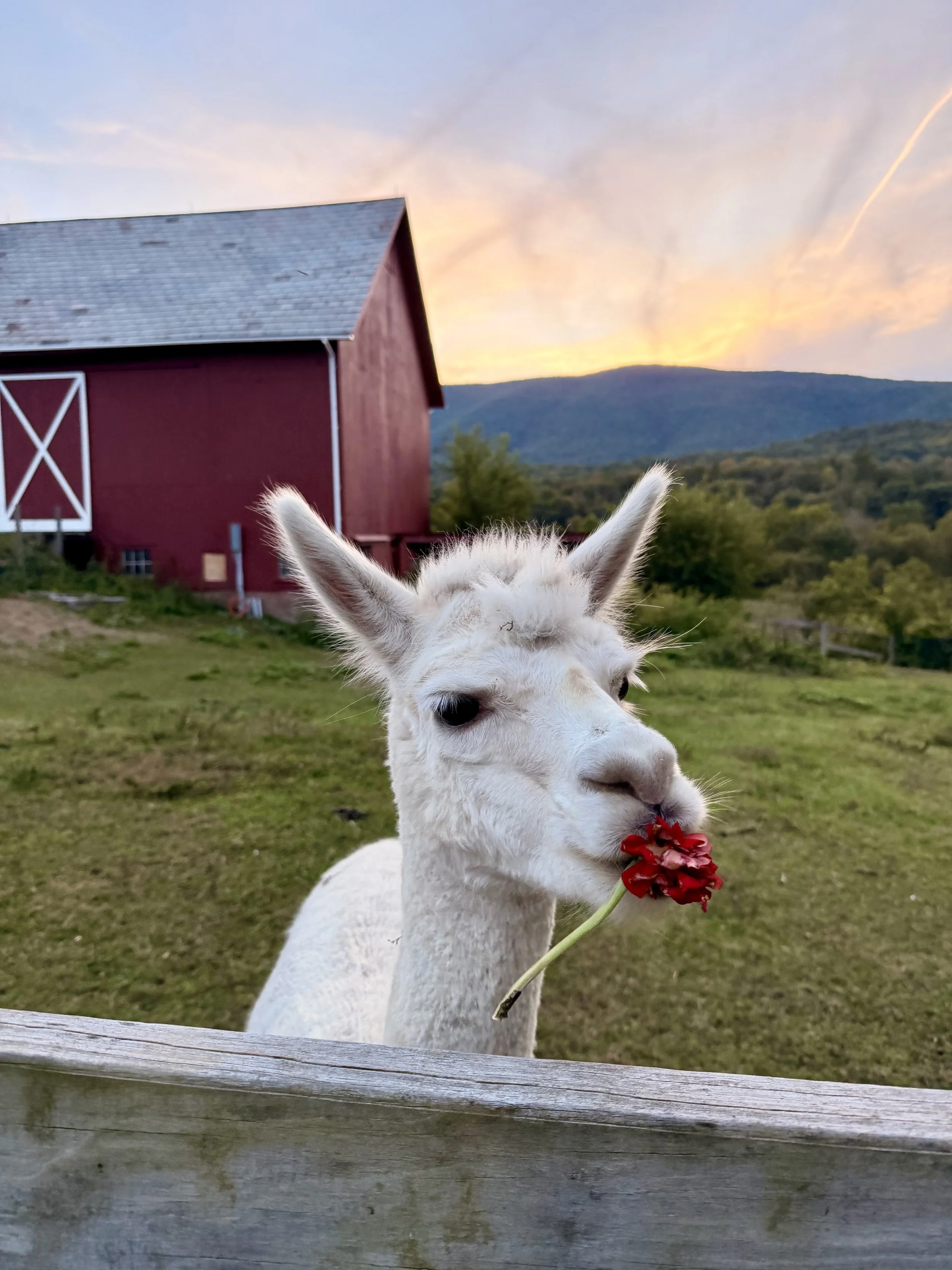 alpaca nosh2_7387.jpg