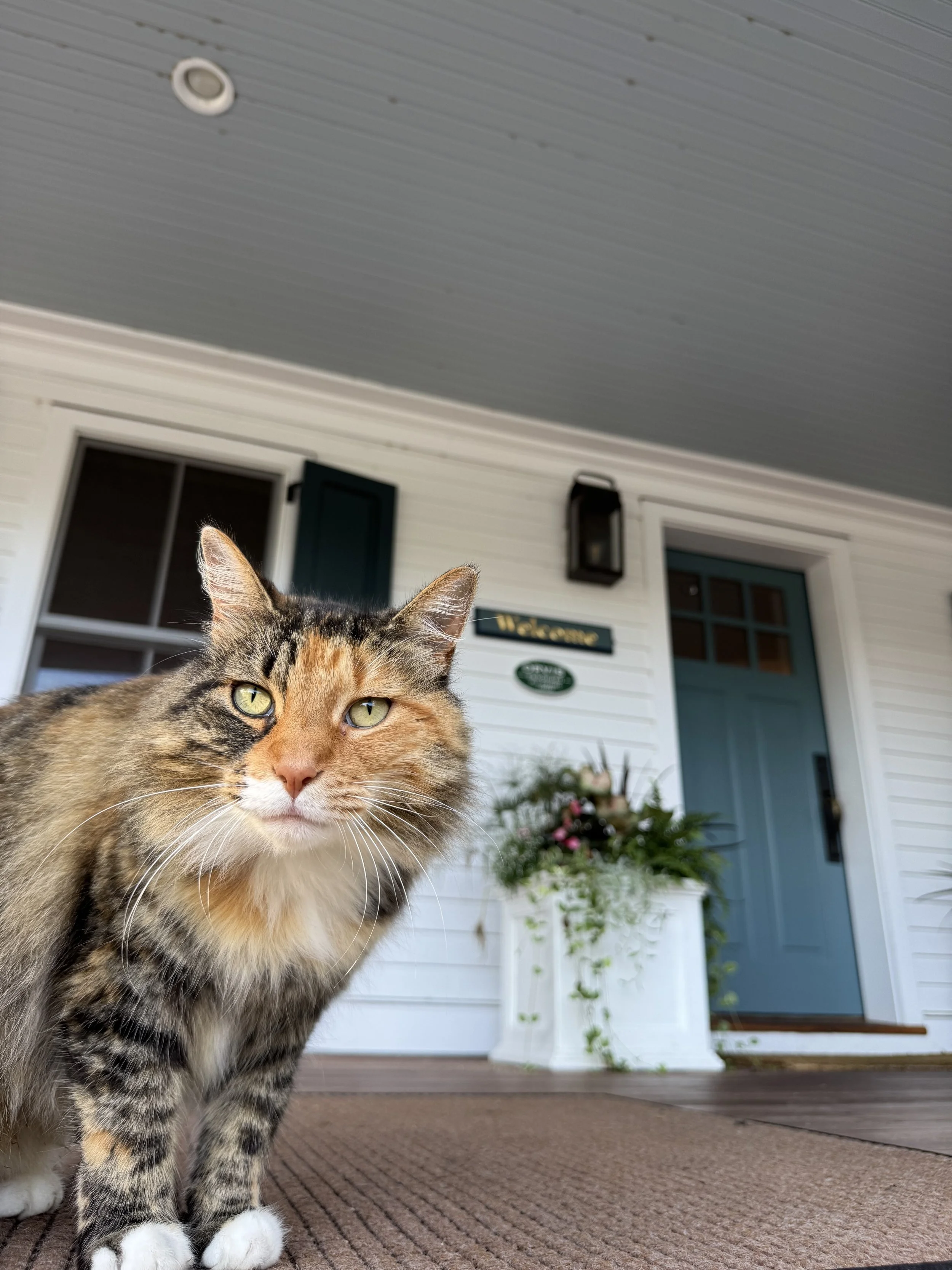 Maple looking at camera_8388 (1).jpg