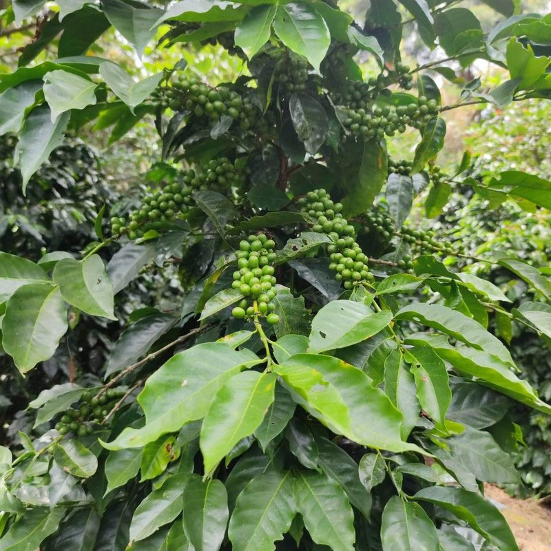 Where to Find Us — IronStein Coffee