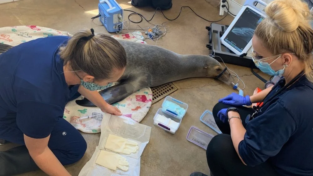 Rehabilitating the sea lion