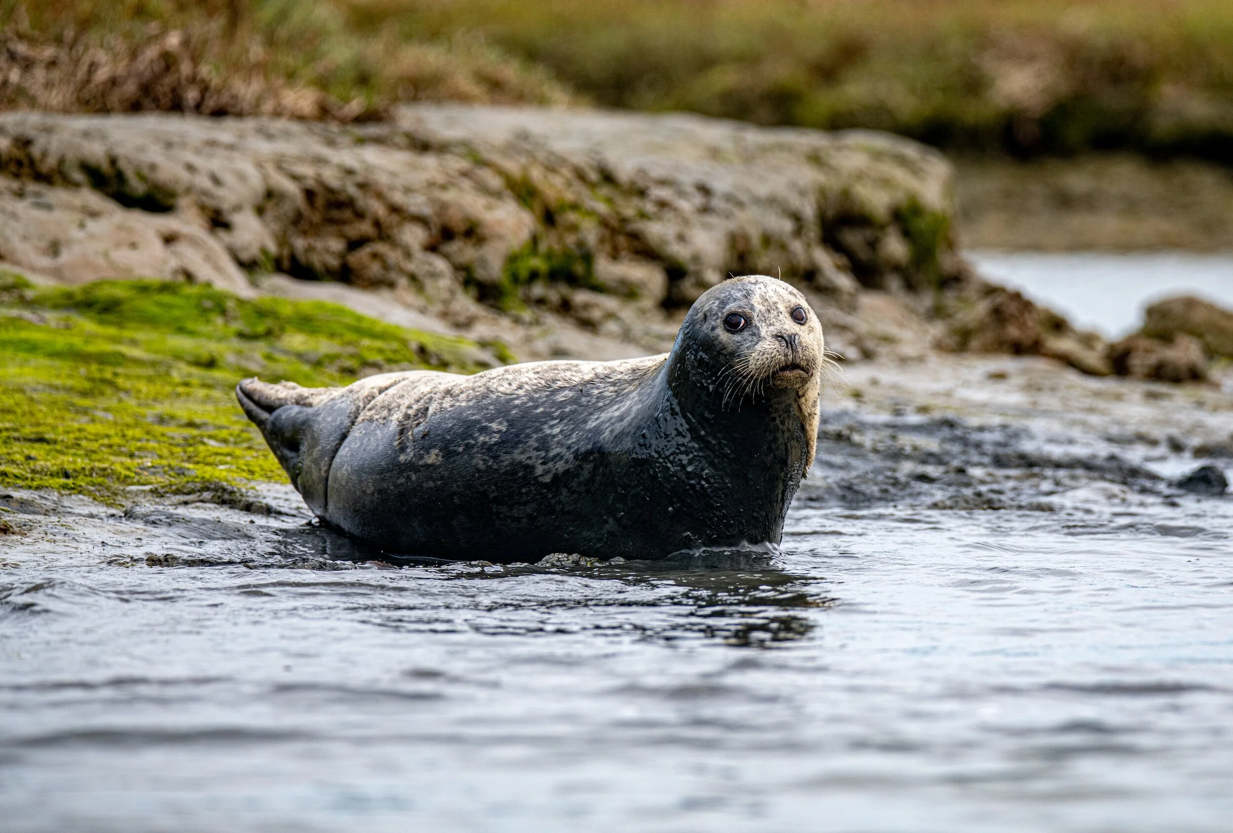 a seal getting close to the ocean