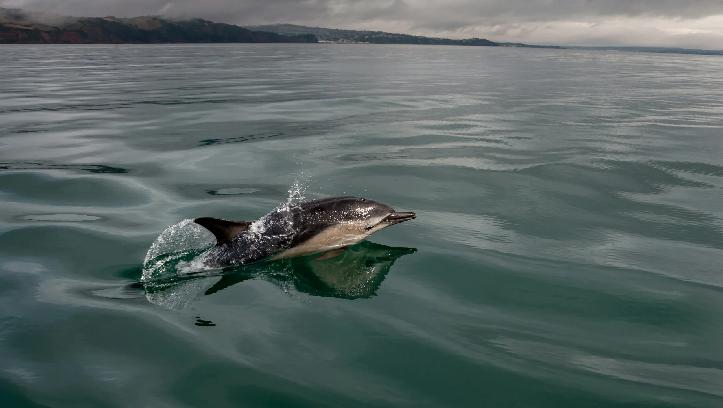 a dolphin above the ocean surface