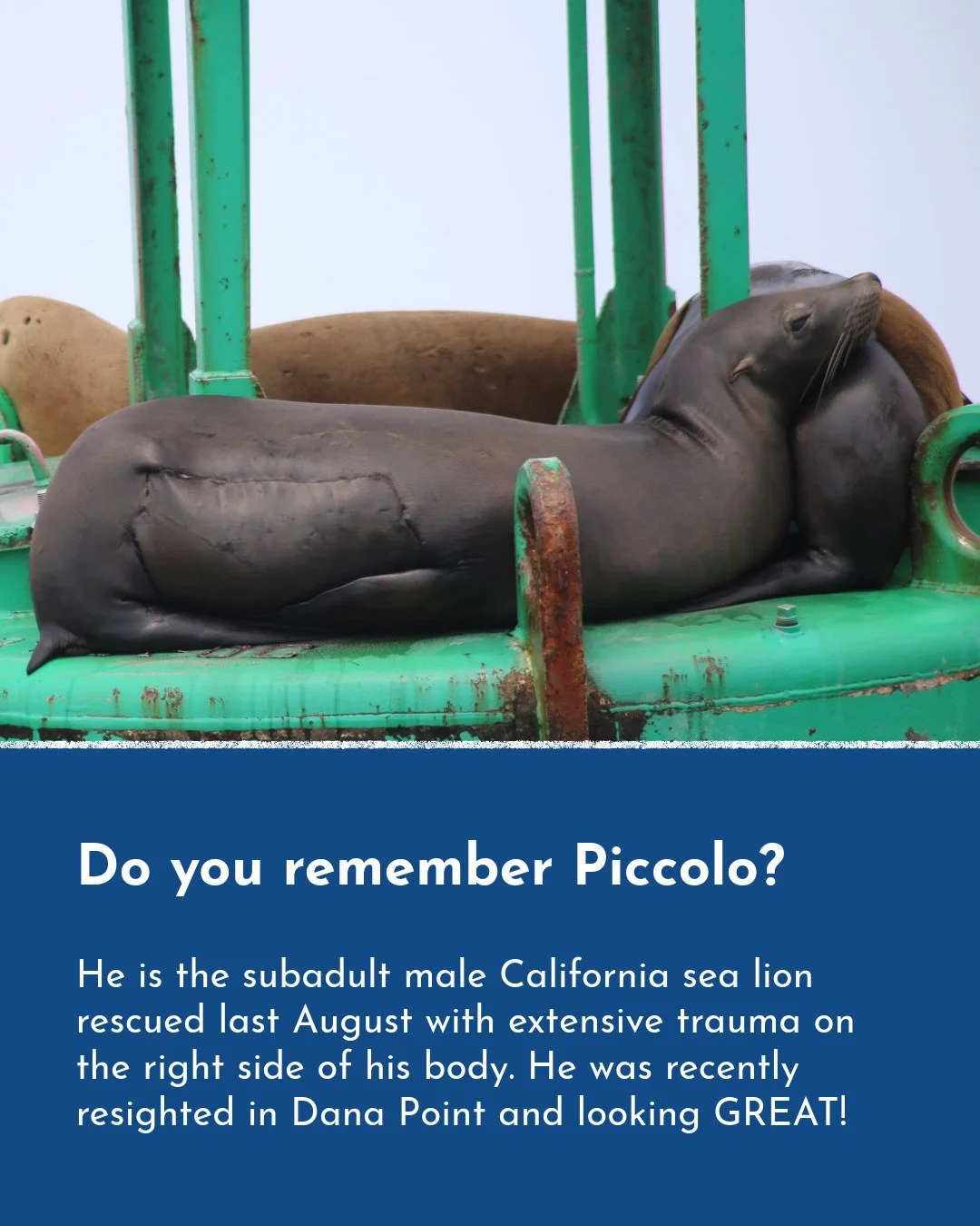 Remember Piccolo? 

He is the subadult male California sea lion we rescued on August 28, 2024, with extensive trauma on the right side of his body. From rescue to rehabilitation, to his release, Piccolo&rsquo;s entire journey was nothing short of ext