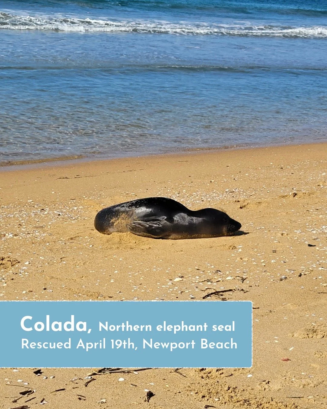 Meet Colada- not pi&ntilde;a, but pinniped! 🍍🦭

Colada is a female Northern elephant seal weaner that stranded in Newport Beach on April 19th, due to malnutrition and dehydration, weighing only 78 lbs. upon intake.

Colada, like our other elephant 